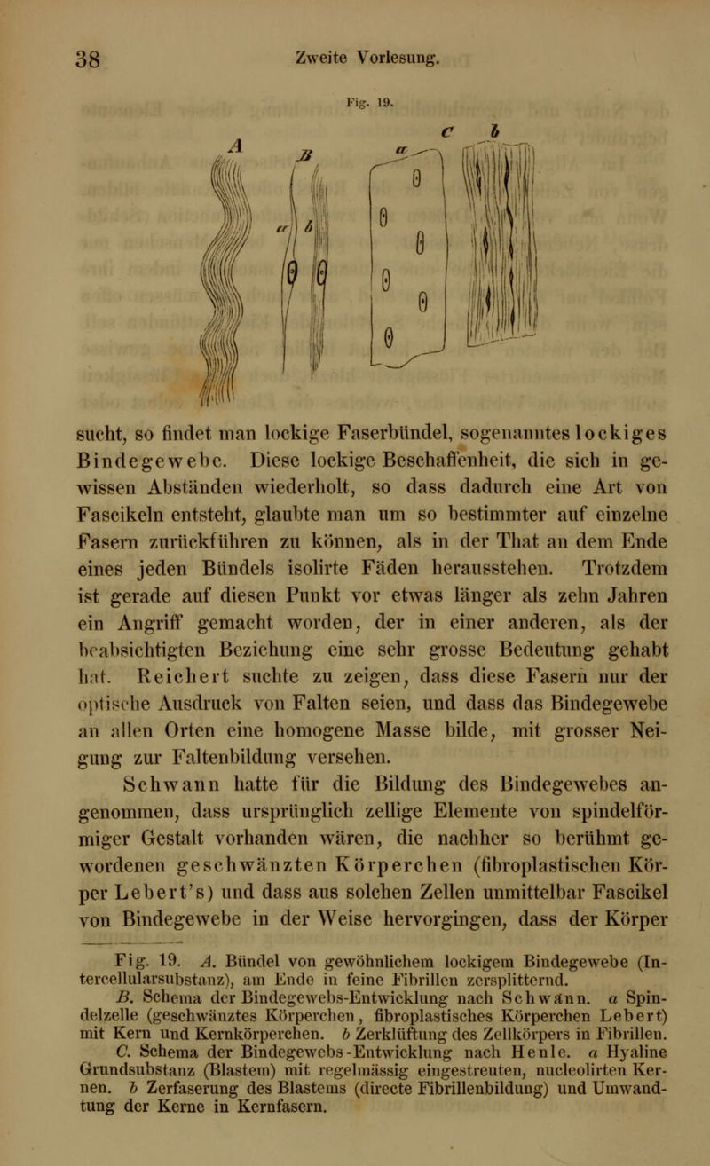 Fig. 1! sucht, so findet man lockige FaserbUndel, sogenanntes lockiges Bindegewebe. Diese lockige Beschaffenheit, die sich in ge- wissen Abständen wiederholt, so dass dadurch eine Art von Fascikeln entsteht, glaubte man um so bestimmter auf einzelne Fasern zurückführen zu können, als in der That an dem Ende eines jeden Bündels isolirte Fäden herausstehen. Trotzdem ist gerade auf diesen Punkt vor etwas länger als zehn Jahren ein Angriff gemacht worden, der in einer anderen, als der beabsichtigten Beziehung eine sehr grosse Bedeutung gehabt hat. Reichert suchte zu zeigen, dass diese Fasern nur der optische Ausdruck von Falten seien, und dass das Bindegewebe an allen Orten eine homogene Masse bilde, mit grosser Nei- gung zur Faltenbildung versehen. Schwann hatte für die Bildung des Bindegewebes an- genommen, dass ursprünglich zellige Elemente von spindelför- miger Gestalt vorhanden wären, die nachher so berühmt ge- wordenen geschwänzten Körperchen (fibroplastischen Kör- per Lebert's) und dass aus solchen Zellen unmittelbar Fascikel von Bindegewebe in der Weise hervorgingen, dass der Körper Fig. 19. A. Bündel von gewöhnlichem lockigem Bindegewebe (In- tereellularsubstanz), am Ende in feine Fibrillen zersplitternd. B. Schema der Bindegewebs-Entwicklung nach Schwann, a Spin- delzelle (geschwänztes Körperchen, fibroplastisches Körperchen Lebert) mit Kern und Kernkörperchen. b Zerklüftung des Zellkörpers in Fibrillen. C. Schema der Bindegewebs-Entwicklung nach He nie. « Hyaline Grundsubstanz (Blastem) mit regelmässig eingestreuten, nucleolirten Ker- nen, b Zerfaserung des Blastems (directe Fibrillenbildung) und Umwand- tung der Kerne in Kernfasern.