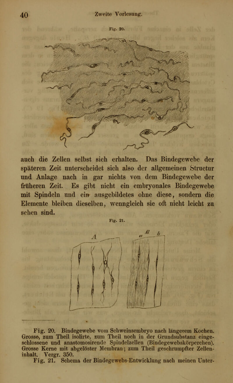 Fig. 20. auch die Zellen selbst sich erhalten. Das Bindegewebe der späteren Zeit unterscheidet sich also der allgemeinen Structur und Anlage nach in gar nichts von dem Bindegewebe der früheren Zeit. Es gibt nicht ein embryonales Bindegewebe mit Spindeln und ein ausgebildetes ohne diese, sondern die Elemente bleiben dieselben, wenngleich sie oft nicht leicht zu sehen sind. Fig. 21. Fig. 20. Bindegewebe vom Schweinsembryo nach längerem Kochen. Grosse, zum Theil isolirte, zum Theil noch in der Grundsubstanz einge- schlossene und anastomosirende Spindelzellen (Bindegewebskörperchen). Grosse Kerne mit abgelöster Membran; zum Theil geschrumpfter Zellen- inhalt. Vergr. 350. Fig. 21. Schema der Bindegewebs-Entwicklung nach meinen Unter-