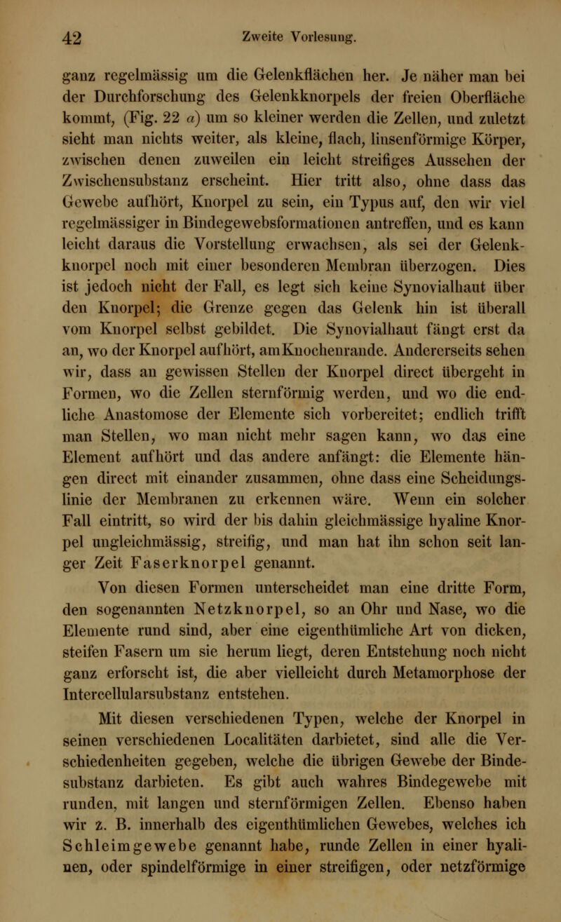 ganz regelmässig um die Gelenkflächen her. Je näher man bei der Durchforschung des Gelenkknorpels der freien Oberfläche kommt, (Fig. 22 a) um so kleiner werden die Zellen, und zuletzt sieht man nichts weiter, als kleine, flach, linsenförmige Körper, zwischen denen zuweilen ein leicht streifiges Aussehen der Zwischensubstanz erscheint. Hier tritt also, ohne dass das Gewebe aufhört, Knorpel zu sein, ein Typus auf, den wir viel regelmässiger in Bindegewebsformationen antreffen, und es kann leicht daraus die Vorstellung erwachsen, als sei der Gelenk- knorpel noch mit einer besonderen Membran überzogen. Dies ist jedoch nicht der Fall, es legt sich keine Synovialhaut über den Knorpel; die Grenze gegen das Gelenk hin ist überall vom Knorpel selbst gebildet. Die Synovialhaut fängt erst da an, wo der Knorpel aufhört, amKnochenrande. Andererseits sehen wir, dass an gewissen Stellen der Knorpel direct übergeht in Formen, wo die Zellen sternförmig werden, und wo die end- liche Anastomose der Elemente sich vorbereitet; endlich trifft man Stellen, wo man nicht mehr sagen kann, wo das eine Element aufhört und das andere anfängt: die Elemente hän- gen direct mit einander zusammen, ohne dass eine Scheidungs- linie der Membranen zu erkennen wäre. Wenn ein solcher Fall eintritt, so wird der bis dahin gleichmässige hyaline Knor- pel ungleichmässig, streifig, und man hat ihn schon seit lan- ger Zeit Faserknorpel genannt. Von diesen Formen unterscheidet man eine dritte Form, den sogenannten Netzknorpel, so an Ohr und Nase, wo die Elemente rund sind, aber eine eigentümliche Art von dicken, steifen Fasern um sie herum liegt, deren Entstehung noch nicht ganz erforscht ist, die aber vielleicht durch Metamorphose der Intercellularsubstanz entstehen. Mit diesen verschiedenen Typen, welche der Knorpel in seinen verschiedenen Localitäten darbietet, sind alle die Ver- schiedenheiten gegeben, welche die übrigen Gewebe der Binde- substanz darbieten. Es gibt auch wahres Bindegewebe mit runden, mit langen und sternförmigen Zellen. Ebenso haben wir z. B. innerhalb des eigenthümlichen Gewebes, welches ich Schleimgewebe genannt habe, runde Zellen in einer hyali- nen, oder spindelförmige in einer streifigen, oder netzförmige