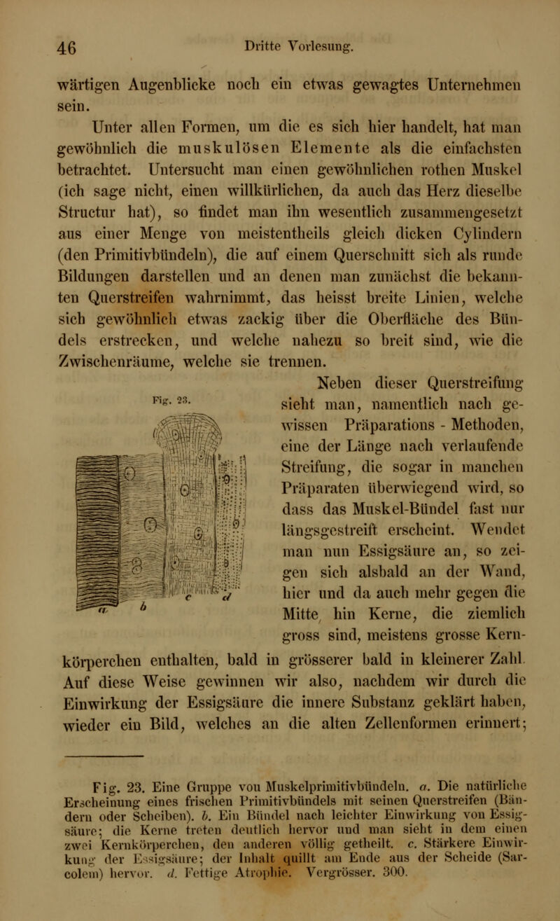 wärtigen Augenblicke noch ein etwas gewagtes Unternehmen sein. Unter allen Formen, um die es sich hier handelt, hat man gewöhnlich die muskulösen Elemente als die einfachsten betrachtet. Untersucht man einen gewöhnlichen rothen Muskel (ich sage nicht, einen willkürlichen, da auch das Herz dieselbe Structur hat), so findet man ihn wesentlich zusammengesetzt aus einer Menge von meistentheils gleich dicken Cylindern (den Primitivbündeln), die auf einem Querschnitt sich als runde Bildungen darstellen und an denen man zunächst die bekann- ten Querstreifen wahrnimmt, das heisst breite Linien, welche sich gewöhnlich etwas zackig über die Oberfläche des Bün- dels erstrecken, und welche nahezu so breit sind, wie die Zwischenräume, welche sie trennen. Neben dieser Querstreifung sieht man, namentlich nach ge- wissen Präparations - Methoden, eine der Länge nach verlaufende Streifung, die sogar in manchen Präparaten überwiegend wird, so dass das Muskel-Bündel fast nur längsgestreift erscheint. Wendet man nun Essigsäure an, so zei- gen sich alsbald an der Wand, hier und da auch mehr gegen die Mitte hin Kerne, die ziemlich gross sind, meistens grosse Kern- körperchen enthalten, bald in grösserer bald in kleinerer Zahl Auf diese Weise gewinnen wir also, nachdem wir durch die Einwirkung der Essigsäure die innere Substanz geklärt haben, wieder ein Bild, welches an die alten Zellenformen erinnert; Fi}?. 23. ■' e et Fig. 23. Eine Gruppe vou Muskelprimitivbündeln, a. Die natürliche Erscheinung eines frischen Primitivbündels mit seinen Querstreifen (Bin- dern oder Scheiben), h. Ein Bündel nach leichter Einwirkung von Essig- säure; die Kerne treten deutlich hervor und man sieht in dem einen zwoi Kernkörpcrchen, den anderen völlig- gethcilt. c. Stärkere Einwir- kung der Essigsäure; der Inhalt quillt am Ende aus der Scheide (Sar- cohMii) hervor, d. Fettige Atrophie. Vergrögser. 300.