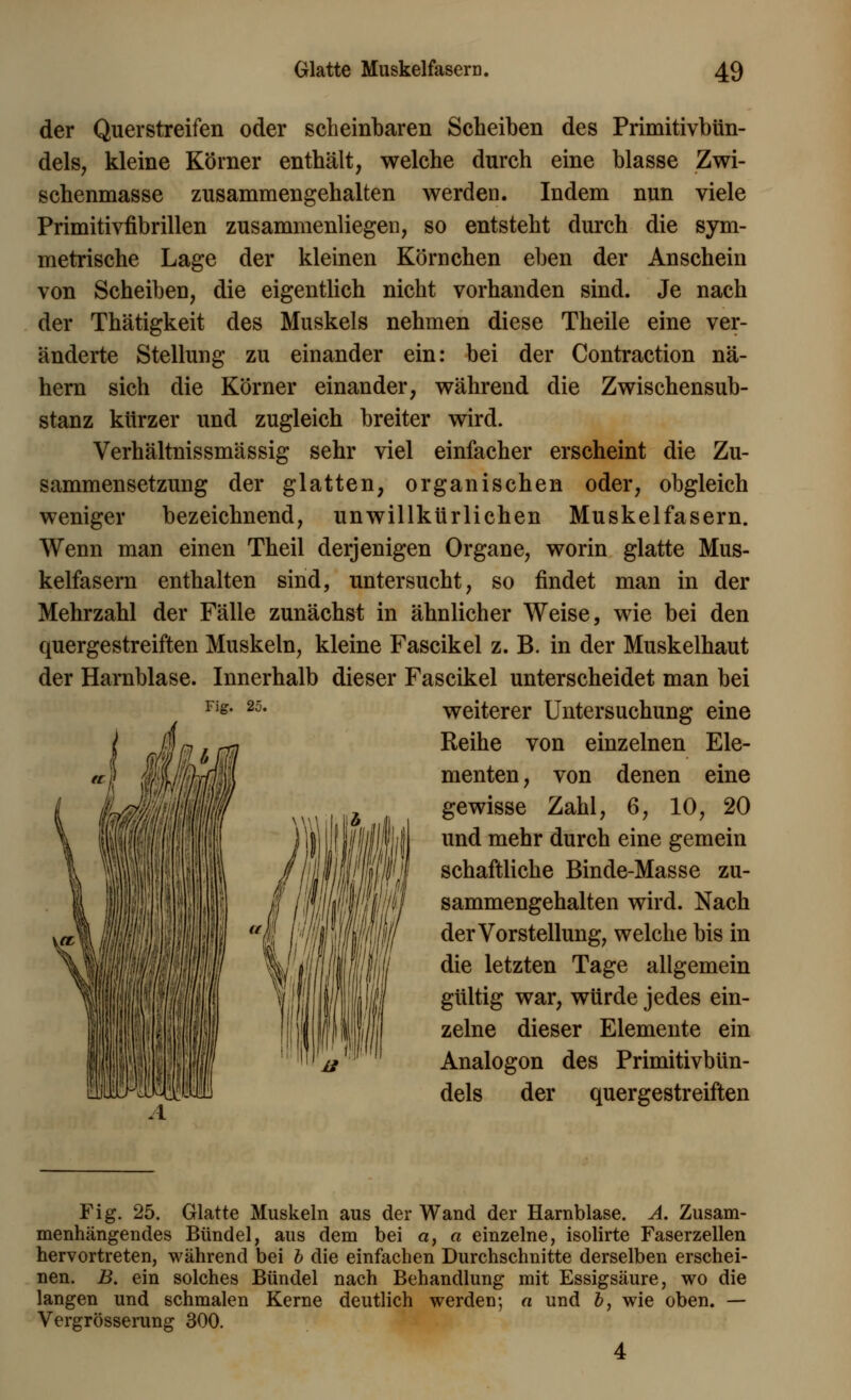 der Querstreifen oder scheinbaren Scheiben des Primitivbün- dels, kleine Körner enthält, welche durch eine blasse Zwi- schenmasse zusammengehalten werden. Indem nun viele Primitivfibrillen zusammenliegen, so entsteht durch die sym- metrische Lage der kleinen Körnchen eben der Anschein von Scheiben, die eigentlich nicht vorhanden sind. Je nach der Thätigkeit des Muskels nehmen diese Theile eine ver- änderte Stellung zu einander ein: bei der Contraction nä- hern sich die Körner einander, während die Zwischensub- stanz kürzer und zugleich breiter wird. Verhältnissmässig sehr viel einfacher erscheint die Zu- sammensetzung der glatten, organischen oder, obgleich weniger bezeichnend, unwillkürlichen Muskelfasern. Wenn man einen Theil derjenigen Organe, worin glatte Mus- kelfasern enthalten sind, untersucht, so findet man in der Mehrzahl der Fälle zunächst in ähnlicher Weise, wie bei den quergestreiften Muskeln, kleine Fascikel z. B. in der Muskelhaut der Harnblase. Innerhalb dieser Fascikel unterscheidet man bei weiterer Untersuchung eine Reihe von einzelnen Ele- menten, von denen eine gewisse Zahl, 6, 10, 20 und mehr durch eine gemein schaftliche Binde-Masse zu- sammengehalten wird. Nach der Vorstellung, welche bis in die letzten Tage allgemein gültig war, würde jedes ein- zelne dieser Elemente ein Analogon des Primitivbün- dels der quergestreiften Fig. 25. Glatte Muskeln aus der Wand der Harnblase. A. Zusam- menhängendes Bündel, aus dem bei a, a einzelne, isolirte Faserzellen hervortreten, während bei b die einfachen Durchschnitte derselben erschei- nen. B. ein solches Bündel nach Behandlung mit Essigsäure, wo die langen und schmalen Kerne deutlich werden; « und b, wie oben. — Vergrösserung 300.