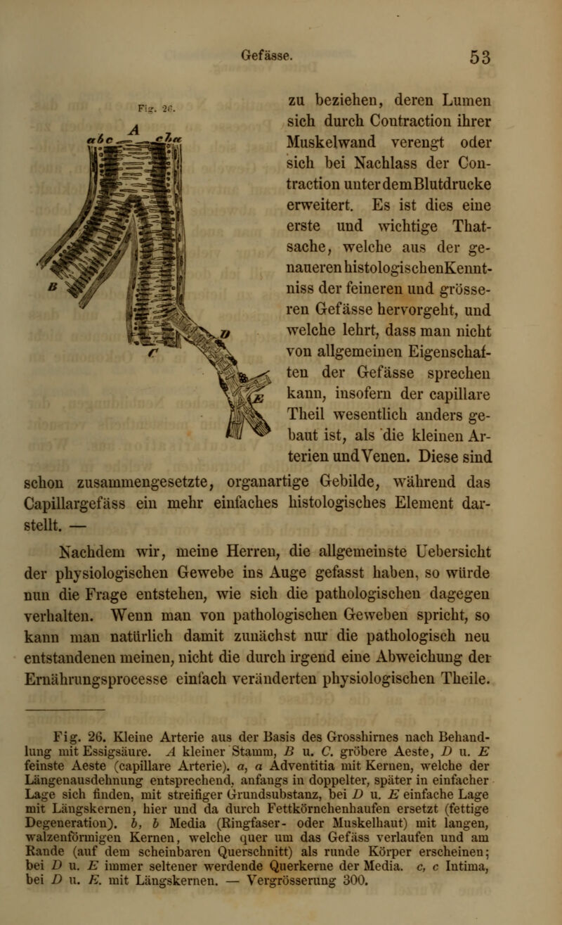 Fi?. 26. zu beziehen, deren Lumen sich durch Contraction ihrer Muskelwand verengt oder sich bei Nachlass der Con- traction unter dem Blutdrucke erweitert. Es ist dies eine erste und wichtige That- sache, welche aus der ge- naueren histologischenKennt- niss der feineren und grösse- ren Gefässe hervorgeht, und welche lehrt, dass man nicht von allgemeinen Eigenschaf- ten der Gefässe sprechen kann, insofern der capillare Theil wesentlich anders ge- baut ist, als die kleinen Ar- terien und Venen. Diese sind schon zusammengesetzte, organartige Gebilde, während das Capillargefäss ein mehr einfaches histologisches Element dar- stellt. — Nachdem wir, meine Herren, die allgemeinste Uebersicht der physiologischen Gewebe ins Auge gefasst haben, so würde nun die Frage entstehen, wie sich die pathologischen dagegen verhalten. Wenn man von pathologischen Geweben spricht, so kann man naturlich damit zunächst nur die pathologisch neu entstandenen meinen, nicht die durch irgend eine Abweichung der Ernährungsprocesse einfach veränderten physiologischen Theile. Fig. 26. Kleine Arterie aus der Basis des Grosshimes nach Behand- lung mit Essigsäure. A kleiner Stamm, B u. C. gröbere Aeste, D u. E feinste Aeste (capillare Arterie), a, a Adventitia mit Kernen, welche der Längenausdehnung entsprechend, anfaugs in doppelter, später in einfacher Lage sich finden, mit streifiger Grundsubstanz, bei D u. E einfache Lage mit Längskernen, hier und da durch Fettkörnchenhaufen ersetzt (fettige Degeneration), b, b Media (Ringfaser- oder Muskelhaut) mit langen, walzenförmigen Kernen, welche quer um das Gefäss verlaufen und am Rande (auf dem scheinbaren Querschnitt) als runde Körper erscheinen; bei D u. E immer seltener werdende Querkerne der Media, c, c Iutima, bei D u. E. mit Längskernen. — Vergrösserung 300.