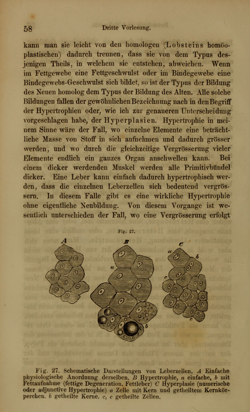 kann man sie leicht von den homologen (Lob st eins homöo- plastischen) dadurch trennen, dass sie von dem Typus des- jenigen Theils, in welchem sie entstehen, abweichen. Wenn im Fettgewebe eine Fettgeschwulst oder im Bindegewebe eine Bindegewebs-Geschwulst sich bildet, so ist der Typus der Bildung des Neuen homolog dem Typus der Bildung des Alten. Alle solche Bildungen fallen der gewöhnlichen Bezeichnung nach in den Begriff der Hypertrophien oder, wie ich zur genaueren Unterscheidung vorgeschlagen habe, der Hyperplasien. Hypertrophie in mei- nem Sinne wäre der Fall, wo einzelne Elemente eine beträcht- liche Masse von Stoff in sich aufnehmen und dadurch grösser werden, und wo durch die gleichzeitige Vergrösserung vieler Elemente endlich ein ganzes Organ anschwellen kann. Bei einem dicker werdenden Muskel werden alle Primitivbündel dicker. Eine Leber kann einfach dadurch hypertrophisch wer- den, dass die einzelnen Leberzellen sich bedeutend vergrös- sern. In diesem Falle gibt es eine wirkliche Hypertrophie ohne eigentliche Neubildung. Von diesem Vorgange ist we- sentlich unterschieden der Fall, wo eine Vergrösserung erfolgt Fig. 27. Schematische Darstellungen von Leberzellen. A Einfache physiologische Anordnung derselben. B Hypertrophie, a einfache, b mit Fettaufnahme (fettige Degeneration, Fettleber) C Hyperplasie (numerische oder adjunctive Hypertrophie) a Zelle mit Kern und getheiltem Kernkör- perchen. b getheilte Kerne, c, c getheilte Zellen.