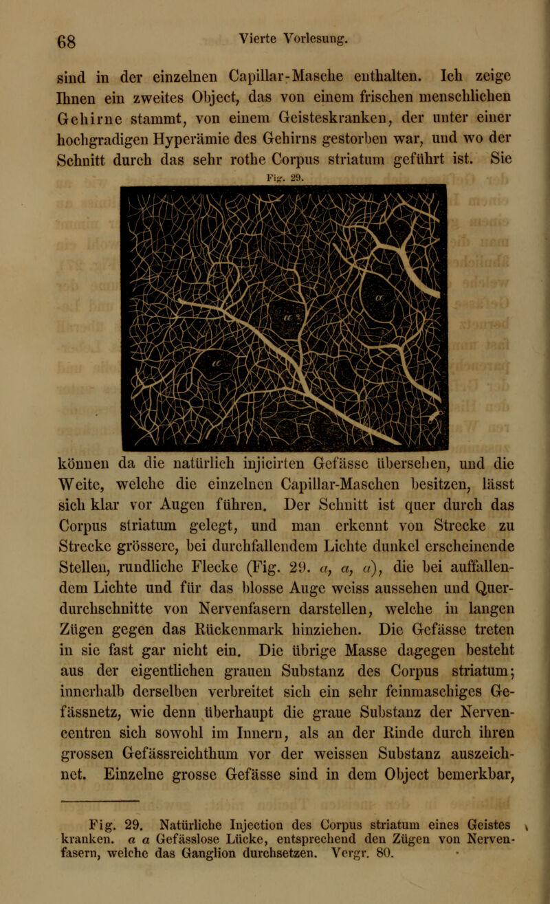 sind in der einzelnen Capillar-Masche enthalten. Ich zeige Ihnen ein zweites Object; das von einem frischen menschlichen Gehirne stammt, von einem Geisteskranken, der unter einer hochgradigen Hyperämie des Gehirns gestorben war, und wo der Schnitt durch das sehr rothe Corpus striatum geführt ist. Sie Fijr. 29. können da die natürlich injicirten Gefässe übersehen, und die Weite, welche die einzelnen Capillar-Maschen besitzen, lässt sich klar vor Augen führen. Der Schnitt ist quer durch das Corpus striatum gelegt, und man erkennt von Strecke zu Strecke grössere, bei durchfallendem Lichte dunkel erscheinende Stellen, rundliche Flecke (Fig. 2(J. o, aß o), die bei auffallen- dem Lichte und für das blosse Auge weiss aussehen und Quer- durchschnitte von Nervenfasern darstellen, welche in langen Zügen gegen das Rückenmark hinziehen. Die Gefässe treten in sie fast gar nicht ein. Die übrige Masse dagegen besteht aus der eigentlichen grauen Substanz des Corpus striatum-, innerhalb derselben verbreitet sich ein sehr feinmaschiges Ge- fiissnetz, wie denn überhaupt die graue Substanz der Ncrven- centren sich sowohl im Innern, als an der Rinde durch ihren grossen Gefässreichthum vor der weissen Substanz auszeich- net. Einzelne grosse Gefässe sind in dem Object bemerkbar, Fig. 29. Natürliche Injection des Corpus striatum eines Geistes kranken, a a Gefässlose Lücke, entsprechend den Zügen von Nerven- fasern, welche das Ganglion durchsetzen. Vcrgr. 80.