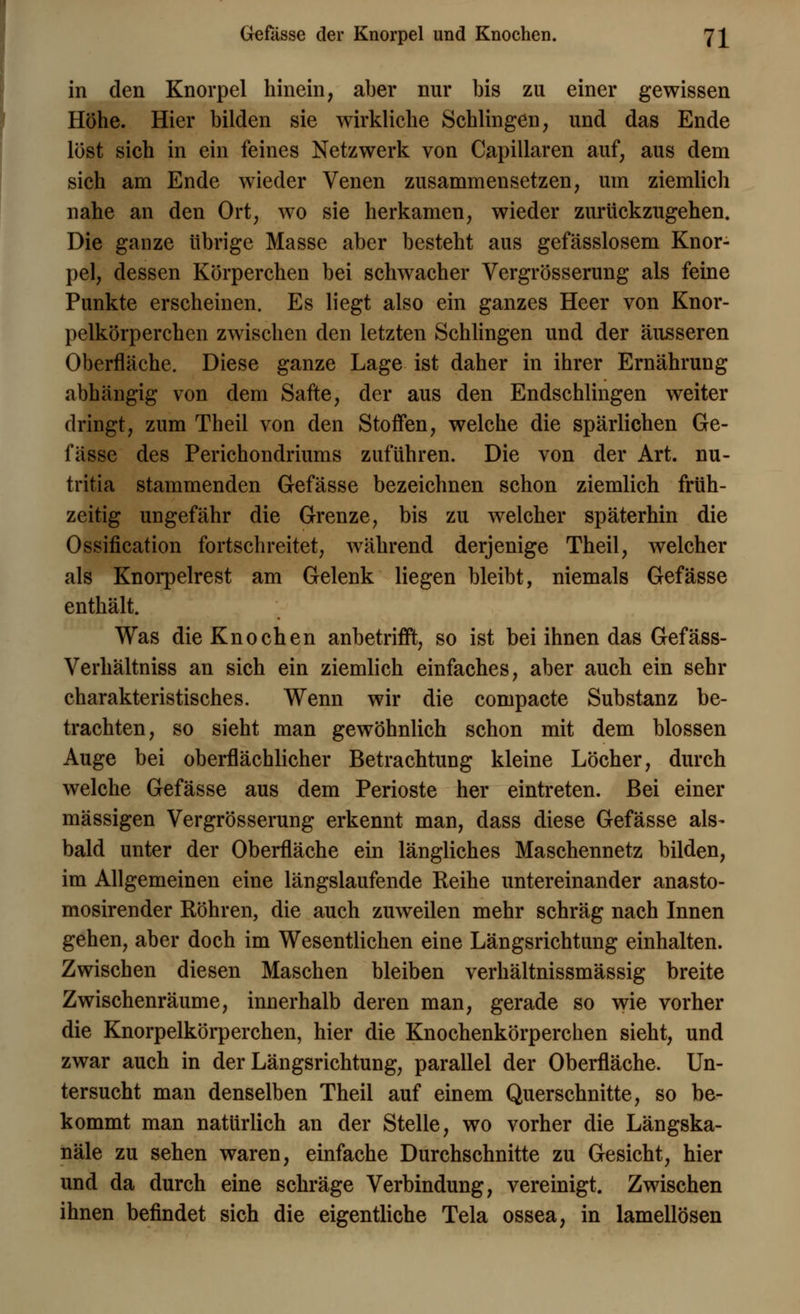 in den Knorpel hinein, aber nur bis zu einer gewissen Höhe. Hier bilden sie wirkliche Schlingen, und das Ende löst sich in ein feines Netzwerk von Capillaren auf, aus dem sich am Ende wieder Venen zusammensetzen, um ziemlich nahe an den Ort, wo sie herkamen, wieder zurückzugehen. Die ganze übrige Masse aber besteht aus gefässlosem Knor- pel, dessen Körperchen bei schwacher Vergrösserung als feine Punkte erscheinen. Es liegt also ein ganzes Heer von Knor- pelkörperchen zwischen den letzten Schlingen und der äusseren Oberfläche. Diese ganze Lage ist daher in ihrer Ernährung abhängig von dem Safte, der aus den Endschlingen weiter dringt, zum Theil von den Stoffen, welche die spärlichen Ge- fässe des Perichondriums zuführen. Die von der Art. nu- tritia stammenden Gefässe bezeichnen schon ziemlich früh- zeitig ungefähr die Grenze, bis zu welcher späterhin die Ossifikation fortschreitet, während derjenige Theil, welcher als Knorpelrest am Gelenk liegen bleibt, niemals Gefässe enthält. Was die Knochen anbetrifft, so ist bei ihnen das Gefäss- Verhältniss an sich ein ziemlich einfaches, aber auch ein sehr charakteristisches. Wenn wir die compacte Substanz be- trachten, so sieht man gewöhnlich schon mit dem blossen Auge bei oberflächlicher Betrachtung kleine Löcher, durch welche Gefässe aus dem Perioste her eintreten. Bei einer massigen Vergrösserung erkennt man, dass diese Gefässe als- bald unter der Oberfläche ein längliches Maschennetz bilden, im Allgemeinen eine längslaufende Reihe untereinander anasto- mosirender Röhren, die auch zuweilen mehr schräg nach Innen gehen, aber doch im Wesentlichen eine Längsrichtung einhalten. Zwischen diesen Maschen bleiben verhältnissmässig breite Zwischenräume, innerhalb deren man, gerade so wie vorher die Knorpelkörperchen, hier die Knochenkörperchen sieht, und zwar auch in der Längsrichtung, parallel der Oberfläche. Un- tersucht man denselben Theil auf einem Querschnitte, so be- kommt man natürlich an der Stelle, wo vorher die Längska- näle zu sehen waren, einfache Durchschnitte zu Gesicht, hier und da durch eine schräge Verbindung, vereinigt. Zwischen ihnen befindet sich die eigentliche Tela ossea, in lamellösen