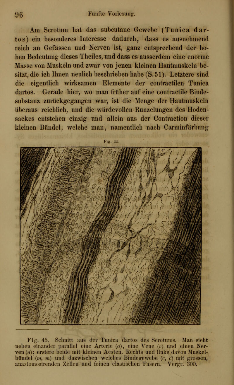 Am Scrotum bat das subcutane Gewebe (Tunica dar- tos) ein besonderes Interesse dadurch, dass es ausnehmend reich an Gefässen und Nerven ist, ganz entsprechend der ho- hen Bedeutung dieses Theiles, und dass es ausserdem eine enorme Masse von Muskeln und zwar von jenen kleinen Hautmuskeln be- sitzt, die ich Ihnen neulich beschrieben habe (S.51). Letztere sind die eigentlich wirksamen Elemente der contractilen Tunica dartos. Gerade hier, wo man früher auf eine contractile Binde- substanz zurückgegangen war, ist die Menge der Hautmuskeln überaus reichlich, und die würdevollen Runzelungen des Hoden- sackes entstehen einzig und allein aus der Contraction dieser kleinen Bündel, welche man, namentlich nach Carminfärbung Fig. 45. Fig. 45. Schnitt aus der Tunica dartos des Scrotiims. Man sieht neben einander parallel eine Arterie («)} eine Vene (v) und einen Ner- ven (n); entere beide mit kleinen Aesten. Rechts und links davon Muskel- bündel (7n, m) und dazwischen weiches Bindegewebe (c, c) mit grossen, anastomosirenden Zellen und feinen elastischen Fasern. Vcrgr. 300.