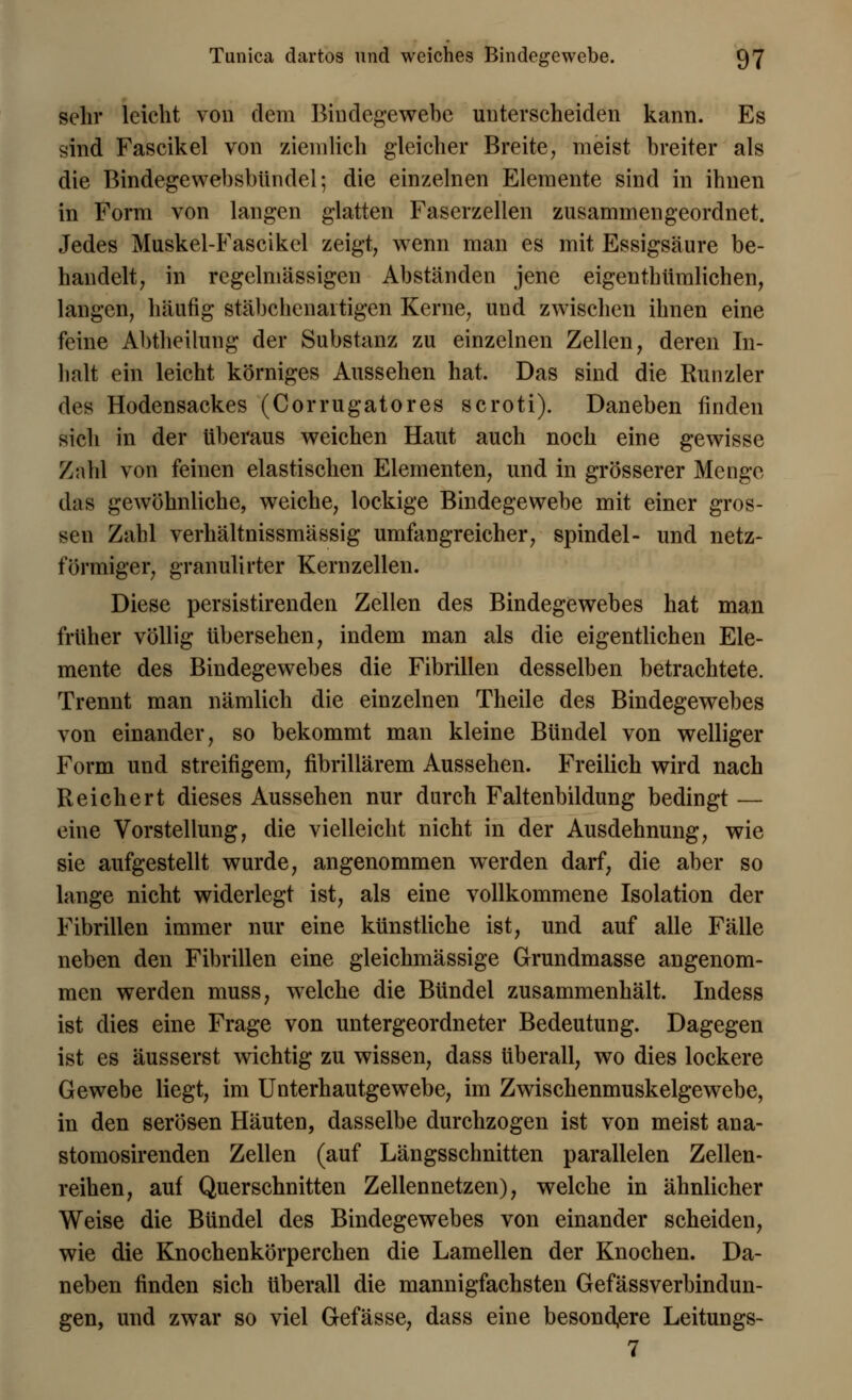 sehr leicht von dem Bindegewebe unterscheiden kann. Es sind Fascikel von ziemlich gleicher Breite, meist breiter als die Bindegewebsbündel; die einzelnen Elemente sind in ihnen in Form von langen glatten Faserzellen zusammen geordnet. Jedes Muskel-Fascikel zeigt, wenn man es mit Essigsäure be- handelt, in regelmässigen Abständen jene eigen thümlichen, langen, häufig stäbchenaitigen Kerne, und zwischen ihnen eine feine Abtheilung der Substanz zu einzelnen Zellen, deren In- halt ein leicht körniges Aussehen hat. Das sind die Run zier des Hodensackes (Corrugatores scroti). Daneben finden sich in der überaus weichen Haut auch noch eine gewisse Zahl von feinen elastischen Elementen, und in grösserer Menge das gewöhnliche, weiche, lockige Bindegewebe mit einer gros- sen Zahl verhältnissmässig umfangreicher, spindel- und netz- förmiger, granulirter Kernzellen. Diese persistirenden Zellen des Bindegewebes hat man früher völlig übersehen, indem man als die eigentlichen Ele- mente des Bindegewebes die Fibrillen desselben betrachtete. Trennt man nämlich die einzelnen Theile des Bindegewebes von einander, so bekommt man kleine Bündel von welliger Form und streifigem, fibrillärem Aussehen. Freilich wird nach Reichert dieses Aussehen nur durch Faltenbildung bedingt — eine Vorstellung, die vielleicht nicht in der Ausdehnung, wie sie aufgestellt wurde, angenommen werden darf, die aber so lange nicht widerlegt ist, als eine vollkommene Isolation der Fibrillen immer nur eine künstliche ist, und auf alle Fälle neben den Fibrillen eine gleichmässige Grundmasse angenom- men werden muss, welche die Bündel zusammenhält. Indess ist dies eine Frage von untergeordneter Bedeutung. Dagegen ist es äusserst wichtig zu wissen, dass tiberall, wo dies lockere Gewebe liegt, im Unterhautgewebe, im Zwischenmuskelgewebe, in den serösen Häuten, dasselbe durchzogen ist von meist ana- stomosirenden Zellen (auf Längsschnitten parallelen Zellen- reihen, auf Querschnitten Zellennetzen), welche in ähnlicher Weise die Bündel des Bindegewebes von einander scheiden, wie die Knochenkörperchen die Lamellen der Knochen. Da- neben finden sich überall die mannigfachsten Gefässverbindun- gen, und zwar so viel Gefässe, dass eine besondere Leitungs- 7