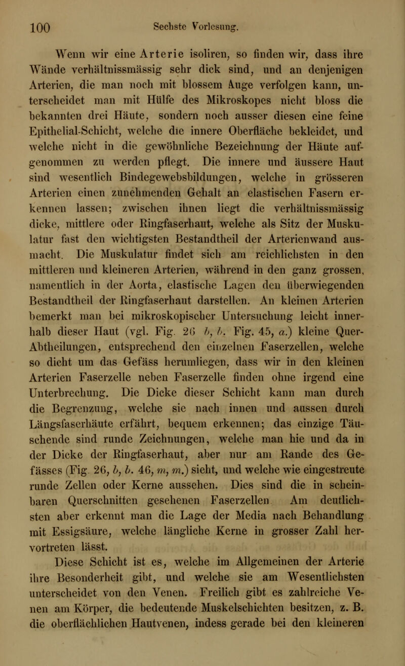 Wenn wir eine Arterie isoliren, so finden wir, dass ihre Wände verhältnissmässig sehr dick sind, und an denjenigen Arterien, die man noch mit blossem iuge verfolgen kann, un- terscheidet man mit Hülfe des Mikroskopes nicht bloss die bekannten drei Häute, sondern noch ausser diesen eine feine Epithelial-Schicht, welche die innere Oberfläche bekleidet, und welche nicht in die gewöhnliche Bezeichnung der Häute auf- genommen zu werden pflegt. Die innere und äussere Haut sind wesentlich Bindegewebsbildungen, welche in grösseren Arterien einen zunehmenden Gehalt an elastischen Fasern er- kennen lassen; zwischen ihnen liegt die verhältnissmässig dicke, mittlere oder Ringfaserhaut, welche als Sitz der Musku- latur fast den wichtigsten Bestandteil der Arterienwand aus- macht. Die Muskulatur findet sich am reichlichsten in den mittleren und kleineren Arterien, während in den ganz grossen, namentlich in der Aorta, elastische Lagen den überwiegenden Bestandteil der Ringfaserhaut darstellen. An kleinen Arterien bemerkt man bei mikroskopischer Untersuchung leicht inner- halb dieser Haut (vgl. Fig. 26 b, b. Fig. 45, a) kleine Quer- Abtheilungen, entsprechend den einzelnen Faserzellen, welche so dicht um das Gefäss herumliegen, dass wir in den kleinen Arterien Faserzelle neben Faserzelle finden ohne irgend eine Unterbrechung. Die Dicke dieser Schicht kann man durch die Begrenzung, welche sie nach innen und aussen durch Längsfaserhäute erfährt, bequem erkennen-, das einzige Täu- schende sind runde Zeichnungen, welche man hie und da in der Dicke der Ringfaserhaut, aber nur am Rande des Ge- f ässes (Fig. 26, b, b. 46, m, m.) sieht, und welche wie eingestreute runde Zellen oder Kerne aussehen. Dies sind die in schein- baren Querschnitten gesehenen Faserzellen. Am deutlich- sten aber erkennt man die Lage der Media nach Behandlung mit Essigsäure, welche längliche Kerne in grosser Zahl her- vortreten lässt. Diese Schicht ist es, welche im Allgemeinen der Arterie ihre Besonderheit gibt, und welche sie am Wesentlichsten unterscheidet von den Venen. Freilich gibt es zahlreiche Ve- nen am Körper, die bedeutende Muskelschichten besitzen, z. B. die oberflächlichen Hautvenen, indess gerade bei den kleineren