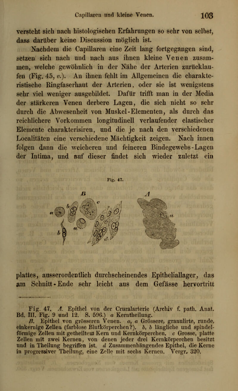 versteht sich nach histologischen Erfahrungen so sehr von selbst, dass darüber keine Discussion möglich ist. Nachdem die Capillaren eine Zeit lang fortgegangen sind, setzen sich nach und nach aus ihnen kleine Venen zusam- men, welche gewöhnlich in der Nähe der Arterien zurücklau- fen (Fig. 45, t\). An ihnen fehlt im Allgemeinen die charakte- ristische Ringfaserhaut der Arterien, oder sie ist wenigstens sehr viel weniger ausgebildet. Dafür trifft man in der Media der stärkeren Venen derbere Lagen, die sich nicht so sehr durch die Abwesenheit von Muskel-Elementen, als durch das reichlichere Vorkommen longitudinell verlaufender elastischer Elemente charakterisiren, und die je nach den verschiedenen Localitäten eine verschiedene Mächtigkeit zeigen. Nach innen folgen dann die weicheren und feineren Bindegewebs-Lagen der Intima, und auf dieser findet sich wieder zuletzt ein Fig. 47. b n A <• / m /y/i'nv -» KP v-J a plattes, ausserordentlich durchscheinendes Epitheliallager, das am Schnitt*Ende sehr leicht aus dem Gefässe hervortritt Fig. 47. A. Epithel von der Cruralarterie (Archiv f. path. Anat. Bd. III. Fig. 9 und 12. S. 596.) « Kerntheilung. B. Epithel von grösseren Venen, a, a Grössere, granulirte, runde, einkernige Zellen (farblose Blutkörperchen?), b, b längliche und spindel- förmige Zellen mit getheilteiH Kern und Kernkörperchen. c Grosse, platte Zellen mit zwei Kernen, von denen jeder drei Kernkörperchen besitzt und in Theilung begriffen ist. d Zusammenhängendes Epithel, die Kerne in progressiver Theilung, eine Zelle mit sechs Kernen. Vergr, 320.