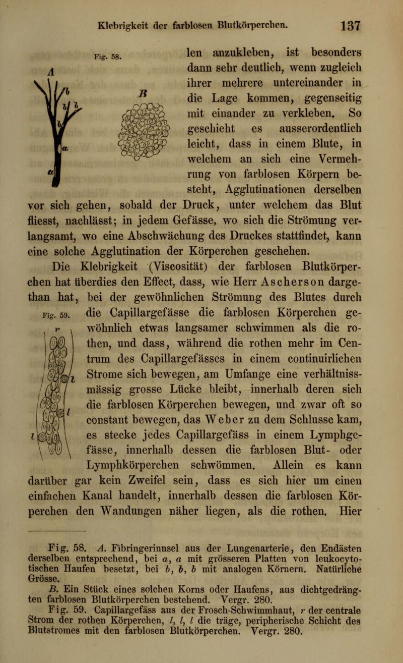 Fig. 58. len anzukleben, ist besonders dann sehr deutlich, wenn zugleich ihrer mehrere untereinander in die Lage kommen, gegenseitig mit einander zu verkleben. So geschieht es ausserordentlich leicht, dass in einem Blute, in welchem an sich eine Vermeh- rung von farblosen Körpern be- steht, Agglutinationen derselben vor sich gehen, sobald der Druck, unter welchem das Blut fliesst, nachlässt; in jedem Gefässe, wo sich die Strömung ver- langsamt, wo eine Abschwächung des Druckes stattfindet, kann eine solche Agglutination der Körperchen geschehen. Die Klebrigkeit (Viscosität) der farblosen Blutkörper- chen hat überdies den Effect, dass, wie Herr Ascherson darge- than hat, bei der gewöhnlichen Strömung des Blutes durch die Capillargefässe die farblosen Körperchen ge- wöhnlich etwas langsamer schwimmen als die ro- then, und dass, während die rothen mehr im Cen- trum des Capillargefässes in einem continuirlichen Strome sich bewegen, am Umfange eine verhältniss- mässig grosse Lücke bleibt, innerhalb deren sich die farblosen Körperchen bewegen, und zwar oft so constant bewegen, das Weber zu dem Schlüsse kam, es stecke jedes Capillargefäss in einem Lymphgc- fässe, innerhalb dessen die farblosen Blut- oder Lymphkörperchen schwömmen. Allein es kann darüber gar kein Zweifel sein, dass es sich hier um einen einfachen Kanal handelt, innerhalb dessen die farblosen Kör- perchen den Wandungen näher liegen, als die rothen. Hier Fig. 59. Fig. 58. A. Fibringerinnsel aus der Lungenarterie, den Endästen derselben entsprechend, bei a, a mit grösseren Platten von leukocyto- tischen Haufen besetzt, bei b, b, b mit analogen Körnern. Natürliche Grösse. B. Ein Stück eines solchen Korns oder Haufens, aus dichtgedräng- ten farblosen Blutkörperchen bestehend. Vergr. 280. Fig. 59. Capillargefäss aus der Frosch-Schwimmhaut, r der centrale Strom der rothen Körperchen, /, l, l die träge, peripherische Schicht des Blutstromes mit den farblosen Blutkörperchen. Vergr. 280.