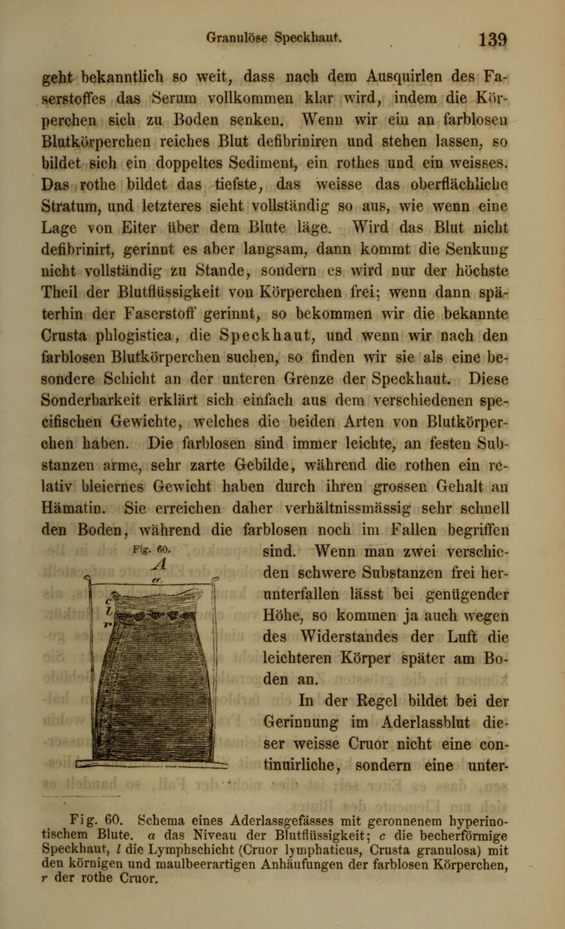 geht bekanntlich so weit, dass nach dem Ausquirlen des Fa- serstoffes das Serum vollkommen klar wird, indem die Kör- perchen sich zu Boden senken. Wenn wir ein an farblosen Blutkörperchen reiches Blut defibriniren und stehen lassen, so bildet sich ein doppeltes Sediment, ein rothes und ein weisses. Das rothe bildet das tiefste, das weisse das oberflächliche Stratum, und letzteres sieht vollständig so aus, wie wenn eine Lage von Eiter über dem Blute läge. Wird das Blut nicht defibrinirt, gerinnt es aber langsam, dann kommt die Senkung nicht vollständig zu Stande, sondern es wird nur der höchste Theil der Blutflüssigkeit von Körperchen frei; wenn dann spä- terhin der Faserstoff gerinnt, so bekommen wir die bekannte Crusta phlogistica, die Speckhaut, und wenn wir nach den farblosen Blutkörperchen suchen, so finden wir sie als eine be- sondere Schicht an der unteren Grenze der Speckhaut. Diese Sonderbarkeit erklärt sich einfach aus dem verschiedenen spe- cifischen Gewichte, welches die beiden Arten von Blutkörper- chen haben. Die farblosen sind immer leichte, an festen Sub- stanzen arme, sehr zarte Gebilde, während die rothen ein re- lativ bleiernes Gewicht haben durch ihren grossen Gehalt an Hämatin. Sie erreichen daher verhältnissmässig sehr schnell den Boden, während die farblosen noch im Fallen begriffen sind. Wenn man zwei verschie- den schwere Substanzen frei her- unterfallen lässt bei genügender Höhe, so kommen ja auch wegen des Widerstandes der Luft die leichteren Körper später am Bo- den an. In der Regel bildet bei der Gerinnung im Aderlassblut die- ser weisse Cruor nicht eine con- tinuirliche, sondern eine unter- Fig. 60. Schema eines Aderlasggefässes mit geronnenem hyperino- tischem Blute, a das Niveau der Blutflüssigkeit; c die becherförmige Speckhaut, l die Lymphschicht (Cruor lymphaticus, Crusta granulosa) mit den körnigen und maulbeerartigen Anhäufungen der farblosen Körperchen, r der rothe Cruor.