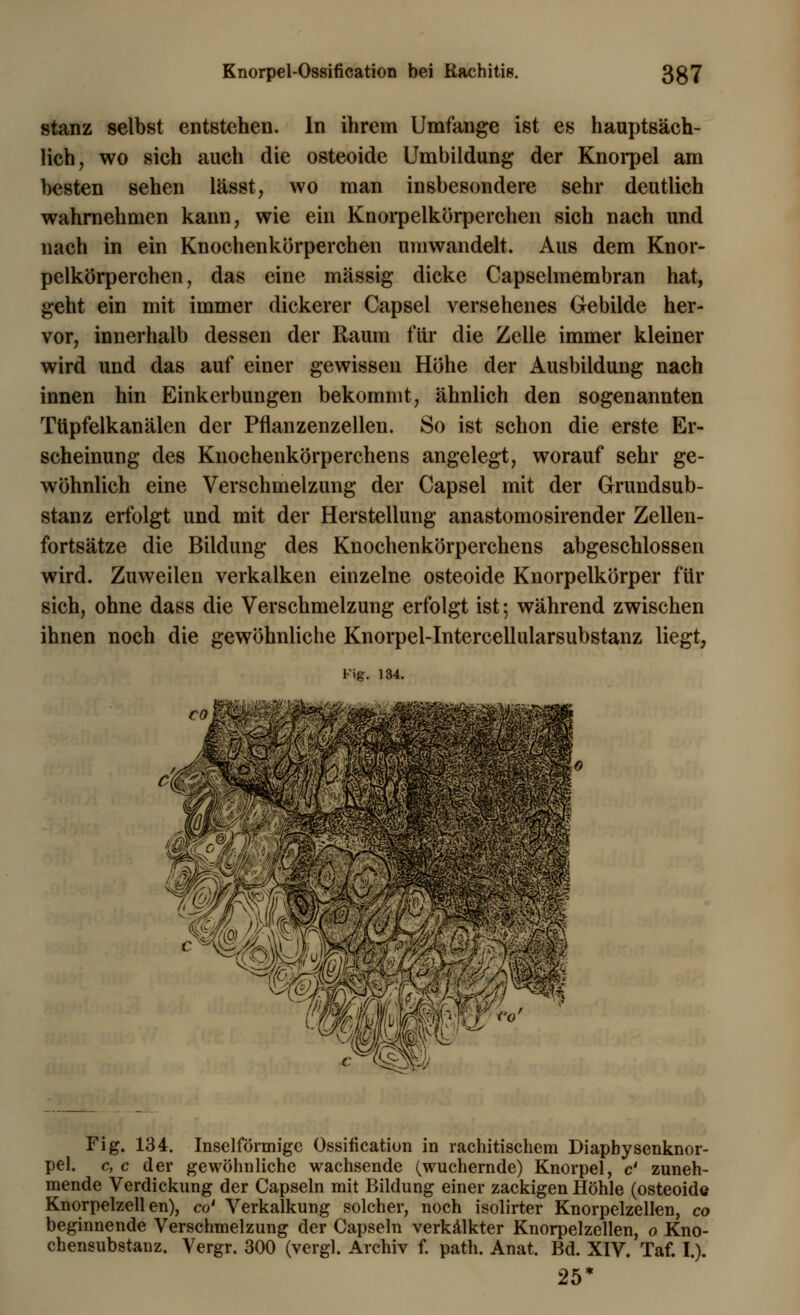 stanz selbst entstehen. In ihrem Umfange ist es hauptsäch- lich, wo sich auch die osteoide Umbildung der Knorpel am besten sehen lässt, wo man insbesondere sehr deutlich wahrnehmen kann, wie ein Knorpelkörperchen sich nach und nach in ein Knochenkörperchen umwandelt. Aus dem Knor- pelkörperchen, das eine massig dicke Capselmembran hat, geht ein mit immer dickerer Capsel versehenes Gebilde her- vor, innerhalb dessen der Raum für die Zelle immer kleiner wird und das auf einer gewissen Höhe der Ausbildung nach innen hin Einkerbungen bekommt, ähnlich den sogenannten Tüpfelkanälen der Pflanzenzellen. So ist schon die erste Er- scheinung des Knochenkörperchens angelegt, worauf sehr ge- wöhnlich eine Verschmelzung der Capsel mit der Grundsub- stanz erfolgt und mit der Herstellung anastomosirender Zellen- fortsätze die Bildung des Knochenkörperchens abgeschlossen wird. Zuweilen verkalken einzelne osteoide Knorpelkörper für sich, ohne dass die Verschmelzung erfolgt ist; während zwischen ihnen noch die gewöhnliche Knorpel-Intercellularsubstanz liegt, Fig. 134. Fig. 134. Inselförmigc Ossifikation in rachitischem Diapbysenknor- pel. c, c der gewöhnliche wachsende (wuchernde) Knorpel, & zuneh- mende Verdickung der Capseln mit Bildung einer zackigen Höhle (osteoide Knorpelzellen), co* Verkalkung solcher, noch isolirter Knorpelzellen, co beginnende Verschmelzung der Capseln verkalkter Knorpelzellen, o Kno- chensubstanz. Vergr. 300 (vergl. Archiv f. path. Anat. Bd. XIV. Taf. I.). 25*