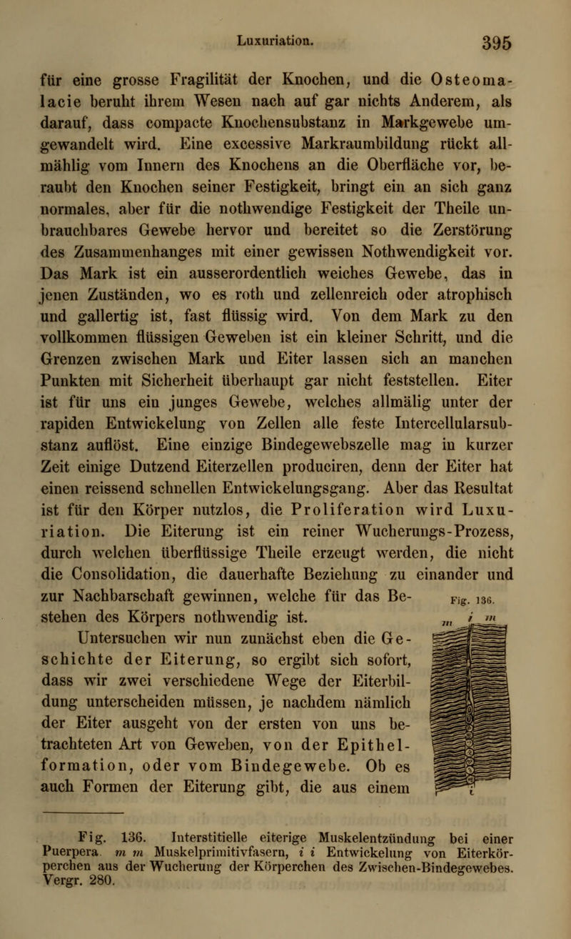 für eine grosse Fragilität der Knochen, und die Osteoma- lacie beruht ihrem Wesen nach auf gar nichts Anderem, als darauf, dass compacte Knochensubstanz in Markgewebe um- gewandelt wird. Eine excessive Markraumbildung rückt all- mählig vom Innern des Knochens an die Oberfläche vor, be- raubt den Knochen seiner Festigkeit, bringt ein an sich ganz normales, aber für die nothwendige Festigkeit der Theile un- brauchbares Gewebe hervor und bereitet so die Zerstörung des Zusammenhanges mit einer gewissen Notwendigkeit vor. Das Mark ist ein ausserordentlich weiches Gewebe, das in jenen Zuständen, wo es roth und zellenreich oder atrophisch und gallertig ist, fast flüssig wird. Von dem Mark zu den vollkommen flüssigen Geweben ist ein kleiner Schritt, und die Grenzen zwischen Mark und Eiter lassen sich an manchen Punkten mit Sicherheit überhaupt gar nicht feststellen. Eiter ist für uns ein junges Gewebe, welches allmälig unter der rapiden Entwickelung von Zellen alle feste Intercellularsub- stanz auflöst. Eine einzige Bindegewebszelle mag in kurzer Zeit einige Dutzend Eiterzellen produciren, denn der Eiter hat einen reissend schnellen Entwickelungsgang. Aber das Resultat ist für den Körper nutzlos, die Proliferation wird Luxu- riation. Die Eiterung ist ein reiner Wucherungs-Prozess, durch welchen überflüssige Theile erzeugt werden, die nicht die Consolidation, die dauerhafte Beziehung zu einander und zur Nachbarschaft gewinnen, welche für das Be- Fig. ]36. stehen des Körpers nothwendig ist. Untersuchen wir nun zunächst eben die Ge- schichte der Eiterung, so ergibt sich sofort, dass wir zwei verschiedene Wege der Eiterbil- dung unterscheiden müssen, je nachdem nämlich der Eiter ausgeht von der ersten von uns be- trachteten Art von Geweben, von der Epithel- formation, oder vom Bindegewebe. Ob es auch Formen der Eiterung gibt, die aus einem Fig. 136. Interstitielle eiterige Muskelentzündung bei einer Puerpera m m Muskelprimitivfasern, i i Entwickelung von Eiterkör- perchen aus der Wucherung der Körperchen des Zwischen-Bindegewebes. Vergr. 280.