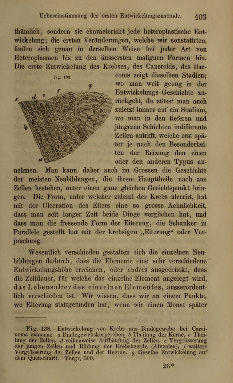 Uebereinstimraung der ersten Entwickelungszustände. 4Q3 Fig. 138. thümlich, sondern sie characterisirt jede heteroplastisclie Ent- wickelung; die ersten Veränderungen, welche wir constatirten, finden sich genau in derselben Weise bei jeder Art von Heteroplasmen bis zu den äussersten malignen Formen hin. Die erste Entwickelung des Krebses, des Cancroids, des Sar- coms zeigt dieselben Stadien; wo man weit genug in der Entwickelungs - Geschichte zu- rückgeht, da stösst man auch zuletzt immer auf ein Stadium, wo man in den tieferen und jüngeren Schichten indifferente Zellen antrifft, welche erst spä- ter je nach den Besonderhei- ten der Reizung den einen oder den anderen Typus an- nehmen. Man kann daher auch im Grossen die Geschichte der meisten Neubildungen, die ihrem Haupttheile nach aus Zellen bestehen, unter einen ganz gleichen Gesichtspunkt brin- gen. Die Form, unter welcher zuletzt der Krebs ulcerirt, hat mit der Ulceration des Eiters eine so grosse Aelmlichkeit, dass man seit langer Zeit beide Dinge verglichen hat, und dass man die fressende Form der Eiterung, die Schanker in Parallele gestellt hat mit der krebsigen „Eiterung oder Ver- jauchung. Wesentlich verschieden gestalten sich die einzelnen Neu- bildungen dadurch, dass die Elemente eine sehr verschiedene Entwickelungshöhe erreichen, oder anders ausgedrückt, dass die Zeitdauer, für welche das einzelne Element angelegt wird, das Lebensalter des einzelnen Elementes, ausserordent- lich verschieden ist. Wir wissen, dass wir an einem Punkte, wo Eiterung stattgefunden hat, wenn wir einen Monat später Fig. 138. Entwickelung von Krebs aus Bindegewebe bei Carci- noma mammae. a Bindegewebskörperchen, l Theilung der Kerne, c Thei- lung der Zellen, d reihenweise Aufhäufung der Zellen, e Vergrösserung der jungen Zellen und Bildung der Krebsheerde (Alveolen), / weitere Vergrösserung der Zellen und der Heerde. g dieselbe Entwickelung auf dem Querschnitt. Vergr. 300. 26*