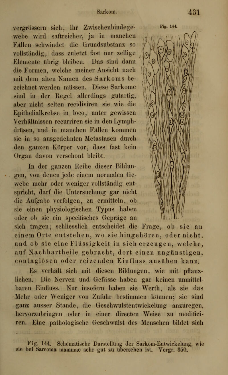 vergrössern sich, ihr Zwischenbindege- Fie-144- webe wird saftreicher, ja in manchen Fällen schwindet die Grnndsubstanz so vollständig, dass zuletzt fast nur zellige ;W Elemente übrig bleiben. Das sind dann die Formen, welche meiner Ansicht nach mit dem alten Namen des Sarkoms be- zeichnet werden müssen. Diese Sarkome sind in der Kegel allerdings gutartig, aber nicht selten recidiviren sie wie die Kpithelialkrebse in loco, unter gewissen Verhältnissen recurriren sie in den Lymph- drüsen, und in manchen Fällen kommen sie in so ausgedehnten Metastasen durch den ganzen Körper vor, dass fast kein Organ davon verschont bleibt. In der ganzen Reihe dieser Bildun- gen, von denen jede einem normalen Ge- webe mehr oder weniger vollständig ent- spricht, darf die Untersuchung gar nicht die Aufgabe verfolgen, zu ermitteln, ob sie einen physiologischen Typus haben oder ob sie ein specitisches Gepräge an sich tragen; schliesslich entscheidet die Frage, ob sie an einem Orte entstehen, wo sie hingehören, oder nicht, und ob sie eine Flüssigkeit in sich erzeugen, welche, auf Nachbartheile gebracht, dort einen ungünstigen, contagiösen oder reizenden Einfluss ausüben kann. Es verhält sich mit diesen Bildungen, wie mit pflanz- lichen. Die Nerven und Gefässe haben gar keinen unmittel- baren Einfluss. Nur insofern haben sie Werth, als sie das Mehr oder Weniger von Zufuhr bestimmen können; sie sind ganz ausser Stande, die Geschwulstentwickelung anzuregen, hervorzubringen oder in einer directen Weise zu modifici- ren. Eine pathologische Geschwulst des Menschen bildet sich Fig. 144. Schematische Darstellung der Sarkom-Entwickelung, wie sie bei Sarconia maramae sehr gut zu übersehen ist. Vergr. 350.