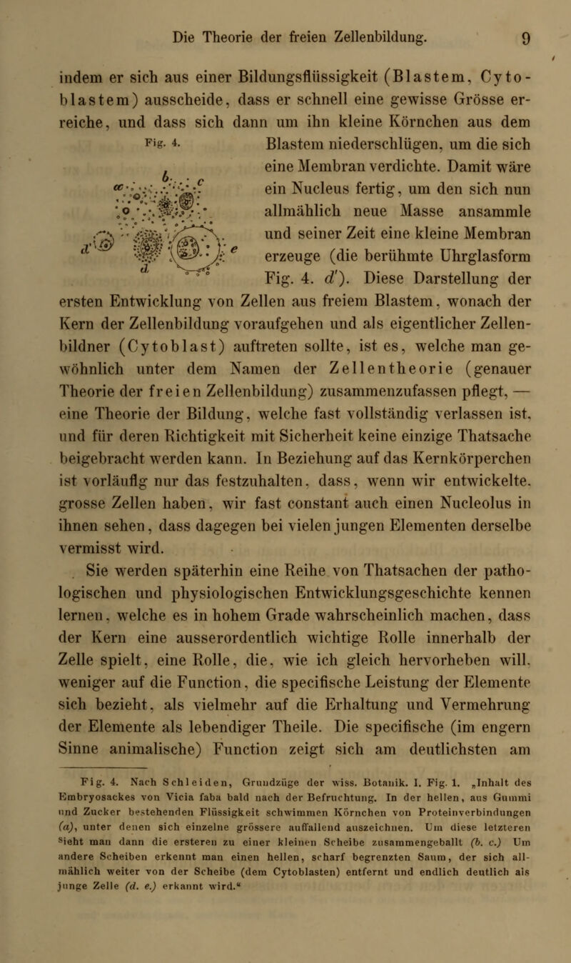 indem er sich aus einer Bildungsflüssigkeit (Blastem, Cyto- blästern) ausscheide, dass er schnell eine gewisse Grösse er- reiche, und dass sich dann um ihn kleine Körnchen aus dem Fjg-4- Blastem niederschlügen, um die sich eine Membran verdichte. Damit wäre ^'i'v.'v'-i,*; ein Nucleus fertig, um den sich nun V?.*;;»?&W-.' allmählich neue Masse ansammle ■Ca '' 4S&'.^£fc/Y unc* semer Zeit eme kleine Membran *4# 1^- • Jj: e erzeuge (die berühmte Uhrglasform Fig. 4. d'). Diese Darstellung der ersten Entwicklung von Zellen aus freiem Blastem, wonach der Kern der Zellenbildung voraufgehen und als eigentlicher Zellen- bildner (Cytoblast) auftreten sollte, ist es, welche man ge- wöhnlich unter dem Namen der Zellentheorie (genauer Theorie der freien Zellenbildung) zusammenzufassen pflegt, — eine Theorie der Bildung, welche fast vollständig verlassen ist. und für deren Richtigkeit mit Sicherheit keine einzige Thatsache beigebracht werden kann. In Beziehung auf das Kernkörperchen ist vorläufig nur das festzuhalten, dass, wenn wir entwickelte. grosse Zellen haben, wir fast constant auch einen Nucleolus in ihnen sehen, dass dagegen bei vielen jungen Elementen derselbe vermisst wird. Sie werden späterhin eine Reihe von Thatsachen der patho- logischen und physiologischen Entwicklungsgeschichte kennen lernen, welche es in hohem Grade wahrscheinlich machen, dass der Kern eine ausserordentlich wichtige Rolle innerhalb der Zelle spielt, eine Rolle, die. wie ich gleich hervorheben will, weniger auf die Function, die specirische Leistung der Elemente sich bezieht, als vielmehr auf die Erhaltung und Vermehrung der Elemente als lebendiger Theile. Die specifische (im engern Sinne animalische) Function zeigt sich am deutlichsten am Fig. 4. Nach Schieiden, Grundzüge der wiss. Botanik. I. Fig. 1. „Inhalt des Kmbryosackes von Vicia faba bald nach der Befruchtung. In der hellen, aus Gummi und Zucker bestehenden Flüssigkeit schwimmen Körnchen von Proteinverbindungen (a), unter denen sich einzelne grössere auffallend auszeichnen. Um diese letzteren sieht man dann die ersteren zu einer kleinen Scheibe zusammengeballt (b. c.) Um andere Scheiben erkennt man einen hellen, scharf begrenzten Saum, der sich all- mählich weiter von der Scheibe (dem Cytoblasten) entfernt und endlich deutlich als junge Zelle (d. e.) erkannt wird.