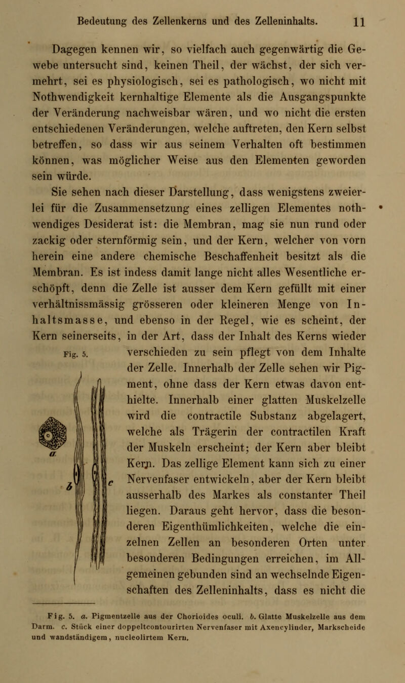Dagegen kennen wir, so vielfach auch gegenwärtig die Ge- webe untersucht sind, keinen Theil, der wächst, der sich ver- mehrt, sei es physiologisch, sei es pathologisch, wo nicht mit Notwendigkeit kernhaltige Elemente als die Ausgangspunkte der Veränderung nachweisbar wären, und wo nicht die ersten entschiedenen Veränderungen, welche auftreten, den Kern selbst betreffen, so dass wir aus seinem Verhalten oft bestimmen können, was möglicher Weise aus den Elementen geworden sein würde. Sie sehen nach dieser Darstellung, dass wenigstens zweier- lei für die Zusammensetzung eines zelligen Elementes noth- wendiges Desiderat ist: die Membran, mag sie nun rund oder zackig oder sternförmig sein, und der Kern, welcher von vorn herein eine andere chemische Beschaffenheit besitzt als die Membran. Es ist indess damit lange nicht alles Wesentliche er- schöpft, denn die Zelle ist ausser dem Kern gefüllt mit einer verhältnissmässig grösseren oder kleineren Menge von In- haltsmasse, und ebenso in der Regel, wie es scheint, der Kern seinerseits, in der Art, dass der Inhalt des Kerns wieder verschieden zu sein pflegt von dem Inhalte der Zelle. Innerhalb der Zelle sehen wir Pig- ment, ohne dass der Kern etwas davon ent- hielte. Innerhalb einer glatten Muskelzelle wird die contractile Substanz abgelagert, welche als Trägerin der contractilen Kraft der Muskeln erscheint; der Kern aber bleibt Kerji. Das zellige Element kann sich zu einer Nervenfaser entwickeln, aber der Kern bleibt ausserhalb des Markes als constanter Theil liegen. Daraus geht hervor, dass die beson- deren Eigenthümlichkeiten, welche die ein- zelnen Zellen an besonderen Orten unter besonderen Bedingungen erreichen, im All- gemeinen gebunden sind an wechselnde Eigen- schaften des Zelleninhalts, dass es nicht die Fig. 5. Fig. 5. a. Pigmentzelle aus der Chorioides oculi. b. Glatte Muskelzelle aus dem Darm. c. Stück einer doppeltcontourirten Nervenfaser mit Axencyliuder, Markscheide und •wandständigem, nucleolirtem Kern.