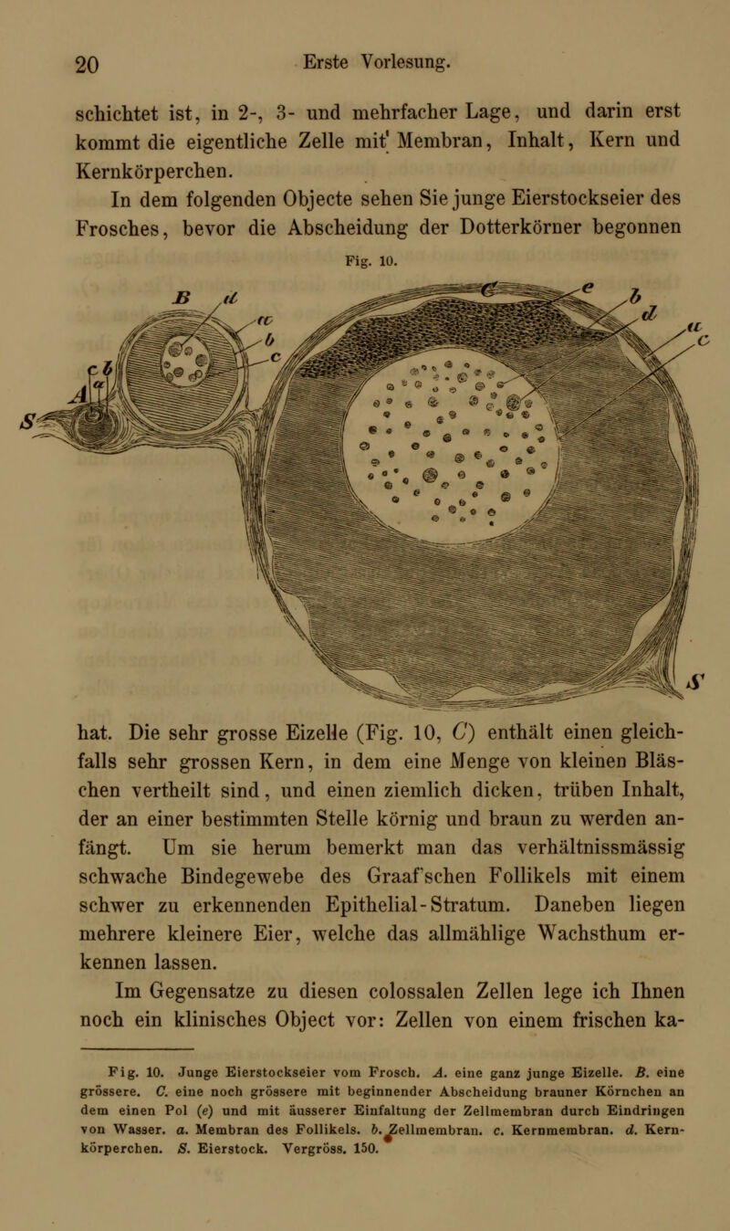 schichtet ist, in 2-, 3- und mehrfacher Lage, und darin erst kommt die eigentliche Zelle mit' Membran, Inhalt, Kern und Kernkörperchen. In dem folgenden Objecte sehen Sie junge Eierstockseier des Frosches, bevor die Abscheidung der Dotterkörner begonnen Fig. 10. hat. Die sehr grosse Eizelle (Fig. 10, C) enthält einen gleich- falls sehr grossen Kern, in dem eine Menge von kleinen Bläs- chen vertheilt sind, und einen ziemlich dicken, trüben Inhalt, der an einer bestimmten Stelle körnig und braun zu werden an- fängt. Um sie herum bemerkt man das verhältnissmässig schwache Bindegewebe des Graafschen Follikels mit einem schwer zu erkennenden Epithelial-Stratum. Daneben liegen mehrere kleinere Eier, welche das allmählige Wachsthum er- kennen lassen. Im Gegensatze zu diesen colossalen Zellen lege ich Ihnen noch ein klinisches Object vor: Zellen von einem frischen ka- Fig. 10. Junge Eierstockseier vom Frosch. A. eine ganz junge Eizelle. B. eine grössere. C. eine noch grössere mit beginnender Abscheidung brauner Körnchen an dem einen Pol (e) und mit äusserer Einfaltung der Zellmembran durch Eindringen von Wasser, a. Membran des Follikels, b. Zellmembran, c. Kernmembran, d. Kern- körperchen. S. Eierstock. Vergröss. 150.