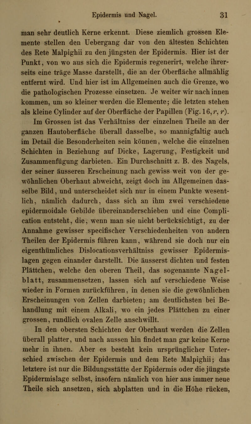 » man sehr deutlich Kerne erkennt. Diese ziemlich grossen Ele- mente stellen den Uebergang dar von den ältesten Schichten des Rete Malpighii zu den jüngsten der Epidermis. Hier ist der Punkt, von wo aus sich die Epidermis regenerirt, welche ihrer- seits eine träge Masse darstellt, die an der Oberfläche allmählig entfernt wird. Und hier ist im Allgemeinen auch die Grenze, wo die pathologischen Prozesse einsetzen. Je weiter wir nach innen kommen, um so kleiner werden die Elemente; die letzten stehen als kleine Cylinder auf der Oberfläche der Papillen (Fig. 16, r, >*). Im Grossen ist das Verhältniss der einzelnen Theile an der ganzen Hautoberfläche überall dasselbe, so mannigfaltig auch im Detail die Besonderheiten sein können, welche die einzelnen Schichten in Beziehung auf Dicke, Lagerung, Festigkeit und Zusammenfügung darbieten. Ein Durchschnitt z. B. des Nagels, der seiner äusseren Erscheinung nach gewiss weit von der ge- wöhnlichen Oberhaut abweicht, zeigt doch im Allgemeinen das- selbe Bild, und unterscheidet sich nur in einem Punkte wesent- lich, nämlich dadurch, dass sich an ihm zwei verschiedene epidermoidale Gebilde übereinanderschieben und eine Compli- cation entsteht, die, wenn man sie nicht berücksichtigt, zu der Annahme gewisser specifischer Verschiedenheiten von andern Theilen der Epidermis führen kann, während sie doch nur ein eigenthümliches Dislocationsverhältniss gewisser Epidermis- lagen gegen einander darstellt. Die äusserst dichten und festen Plättchen, welche den oberen Theil, das sogenannte Nagel - blatt, zusammensetzen, lassen sich auf verschiedene Weise wieder in Formen zurückführen, in denen sie die gewöhnlichen Erscheinungen von Zellen darbieten; am deutlichsten bei Be- handlung mit einem Alkali, wo ein jedes Plättchen zu einer grossen, rundlich ovalen Zelle anschwillt. In den obersten Schichten der Oberhaut werden die Zellen überall platter, und nach aussen hin findet man gar keine Kerne mehr in ihnen. Aber es besteht kein ursprünglicher Unter- schied zwischen der Epidermis und dem Rete Malpighii; das letztere ist nur die Bildungsstätte der Epidermis oder die jüngste Epidermislage selbst, insofern nämlich von hier aus immer neue Theile sich ansetzen, sich abplatten und in die Höhe rücken,