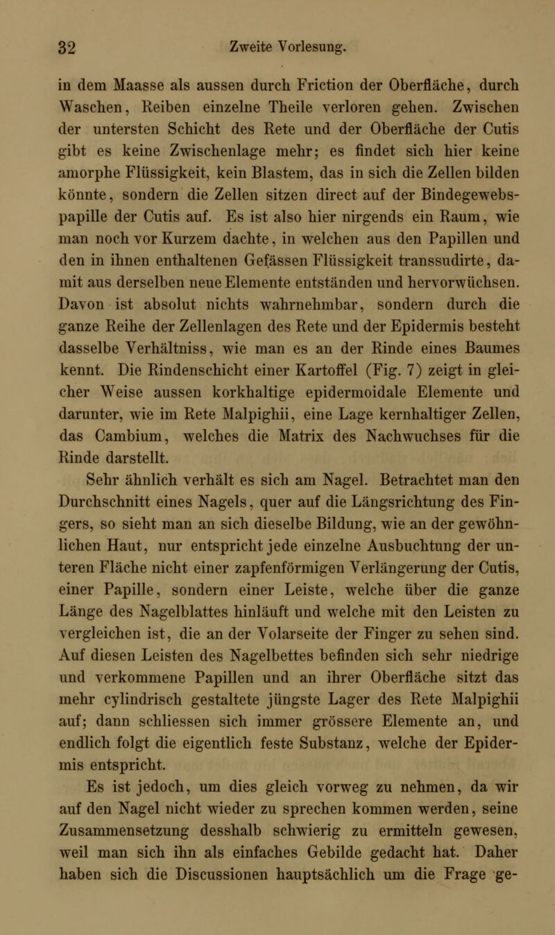 in dem Maasse als aussen durch Friction der Oberfläche, durch Waschen, Reiben einzelne Theile verloren gehen. Zwischen der untersten Schicht des Rete und der Oberfläche der Cutis gibt es keine Zwischenlage mehr; es findet sich hier keine amorphe Flüssigkeit, kein Blastem, das in sich die Zellen bilden könnte, sondern die Zellen sitzen direct auf der Bindegewebs- papille der Cutis auf. Es ist also hier nirgends ein Raum, wie man noch vor Kurzem dachte, in welchen aus den Papillen und den in ihnen enthaltenen Gefässen Flüssigkeit transsudirte, da- mit aus derselben neue Elemente entständen und hervorwüchsen. Davon ist absolut nichts wahrnehmbar, sondern durch die ganze Reihe der Zellenlagen des Rete und der Epidermis besteht dasselbe Verhältniss, wie man es an der Rinde eines Baumes kennt. Die Rindenschicht einer Kartoffel (Fig. 7) zeigt in glei- cher Weise aussen korkhaltige epidermoidale Elemente und darunter, wie im Rete Malpighii, eine Lage kernhaltiger Zellen, das Cambium, welches die Matrix des Nachwuchses für die Rinde darstellt. Sehr ähnlich verhält es sich am Nagel. Betrachtet man den Durchschnitt eines Nagels, quer auf die Längsrichtung des Fin- gers, so sieht man an sich dieselbe Bildung, wie an der gewöhn- lichen Haut, nur entspricht jede einzelne Ausbuchtung der un- teren Fläche nicht einer zapfenformigen Verlängerung der Cutis, einer Papille, sondern einer Leiste, welche über die ganze Länge des Nagelblattes hinläuft und welche mit den Leisten zu vergleichen ist, die an der Volarseite der Finger zu sehen sind. Auf diesen Leisten des Nagelbettes befinden sich sehr niedrige und verkommene Papillen und an ihrer Oberfläche sitzt das mehr cylindrisch gestaltete jüngste Lager des Rete Malpighii auf; dann schliessen sich immer grössere Elemente an, und endlich folgt die eigentlich feste Substanz, welche der Epider- mis entspricht. Es ist jedoch, um dies gleich vorweg zu nehmen, da wir auf den Nagel nicht wieder zu sprechen kommen werden, seine Zusammensetzung desshalb schwierig zu ermitteln gewesen, weil man sich ihn als einfaches Gebilde gedacht hat. Daher haben sich die Discussionen hauptsächlich um die Frage ge-