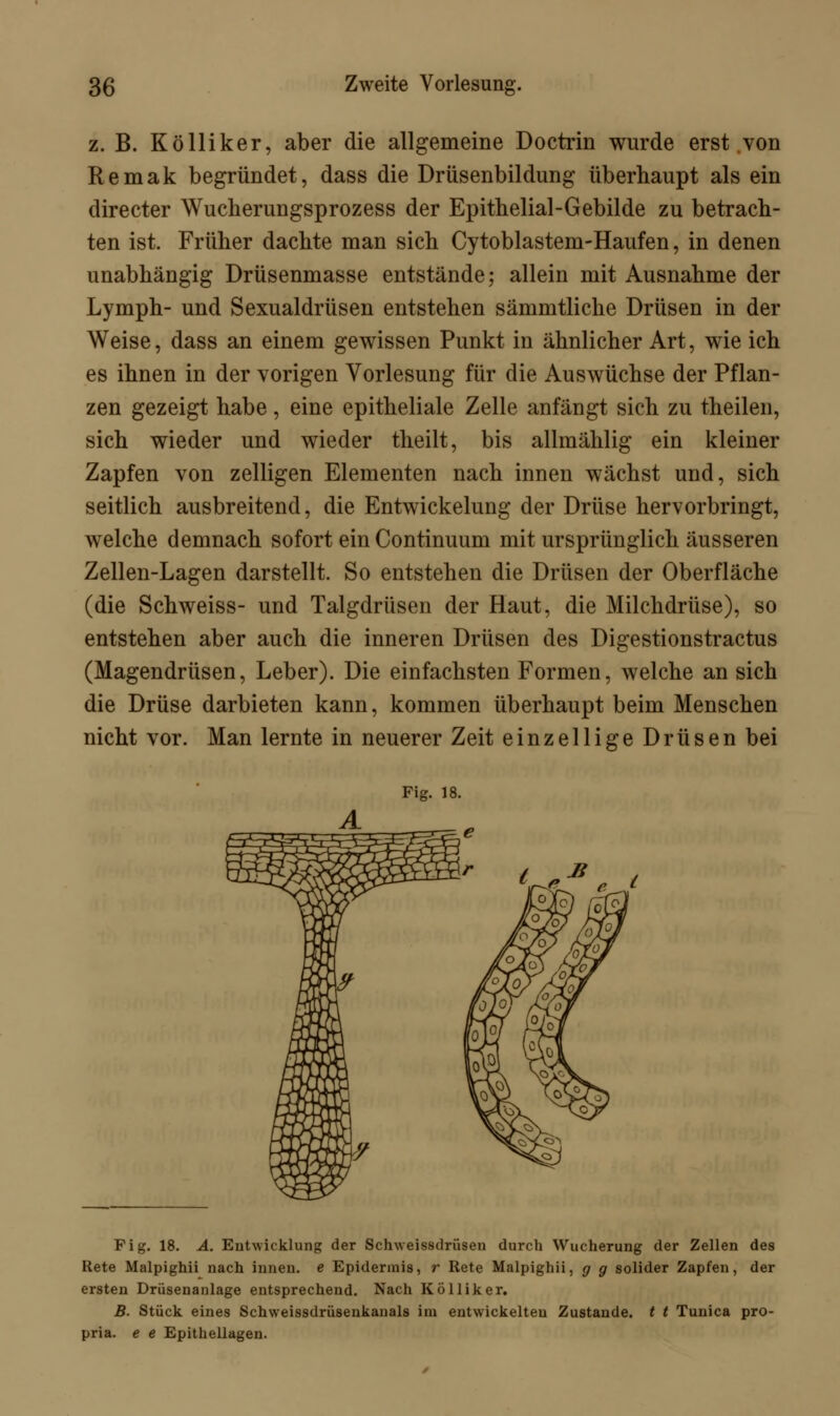z. B. Kölliker, aber die allgemeine Doctrin wurde erst von Remak begründet, dass die Drüsenbildung überhaupt als ein directer Wucherungsprozess der Epithelial-Gebilde zu betrach- ten ist. Früher dachte man sich Cytoblastem-Haufen, in denen unabhängig Drüsenmasse entstände; allein mit Ausnahme der Lymph- und Sexualdrüsen entstehen sämmtliche Drüsen in der Weise, dass an einem gewissen Punkt in ähnlicher Art, wie ich es ihnen in der vorigen Vorlesung für die Auswüchse der Pflan- zen gezeigt habe, eine epitheliale Zelle anfängt sich zu theilen, sich wieder und wieder theilt, bis allmählig ein kleiner Zapfen von zelligen Elementen nach innen wächst und, sich seitlich ausbreitend, die Entwickelung der Drüse hervorbringt, welche demnach sofort einContinuum mit ursprünglich äusseren Zellen-Lagen darstellt. So entstehen die Drüsen der Oberfläche (die Schweiss- und Talgdrüsen der Haut, die Milchdrüse), so entstehen aber auch die inneren Drüsen des Digestionstractus (Magendrüsen, Leber). Die einfachsten Formen, welche an sich die Drüse darbieten kann, kommen überhaupt beim Menschen nicht vor. Man lernte in neuerer Zeit einzellige Drüsen bei Fig. 18. A. Entwicklung der Schweissdrüsen durch Wucherung der Zellen des Rete Malpighii nach innen, e Epidermis, r Rete Malpighii, g g solider Zapfen, der ersten Drüsenanlage entsprechend. Nach Kölliker. B. Stück eines Schweissdrüsenkanals im entwickelten Zustande, t t Tunica pro- pria. e e Epithellagen.