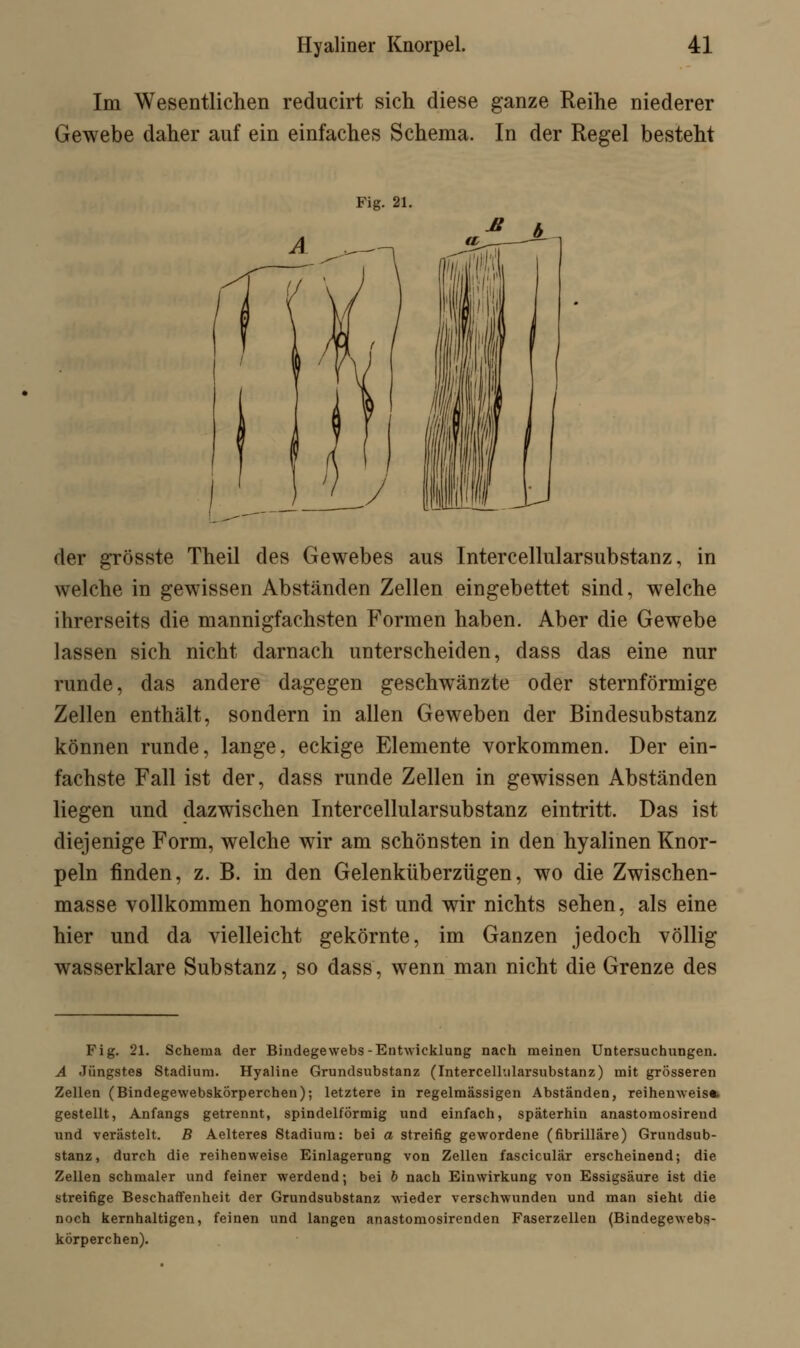 Im Wesentlichen reducirt sich diese ganze Reihe niederer Gewebe daher auf ein einfaches Schema. In der Regel besteht Fig. 21. * b der grösste Theil des Gewebes aus Intercellularsubstanz, in welche in gewissen Abständen Zellen eingebettet sind, welche ihrerseits die mannigfachsten Formen haben. Aber die Gewebe lassen sich nicht darnach unterscheiden, dass das eine nur runde, das andere dagegen geschwänzte oder sternförmige Zellen enthält, sondern in allen Geweben der Bindesubstanz können runde, lange, eckige Elemente vorkommen. Der ein- fachste Fall ist der, dass runde Zellen in gewissen Abständen liegen und dazwischen Intercellularsubstanz eintritt. Das ist diejenige Form, welche wir am schönsten in den hyalinen Knor- peln finden, z. B. in den Gelenküberzügen, wo die Zwischen- masse vollkommen homogen ist und wir nichts sehen, als eine hier und da vielleicht gekörnte, im Ganzen jedoch völlig wasserklare Substanz, so dass, wenn man nicht die Grenze des Fig. 21. Schema der Bindegewebs-Entwicklung nach meinen Untersuchungen. A Jüngstes Stadium. Hyaline Grundsubstanz (Intercellularsubstanz) mit grösseren Zellen (Bindegewebskörperchen); letztere in regelmässigen Abständen, reihenweis«, gestellt, Anfangs getrennt, spindelförmig und einfach, späterhin anastomosirend und verästelt. B Aelteres Stadium: bei a streifig gewordene (fibrilläre) Grundsub- stanz, durch die reihenweise Einlagerung von Zellen fasciculär erscheinend; die Zellen schmaler und feiner werdend; bei b nach Einwirkung von Essigsäure ist die streifige Beschaffenheit der Grundsubstanz wieder verschwunden und man sieht die noch kernhaltigen, feinen und langen anastomosirenden Faserzelleu (Bindegewebs- körperchen).
