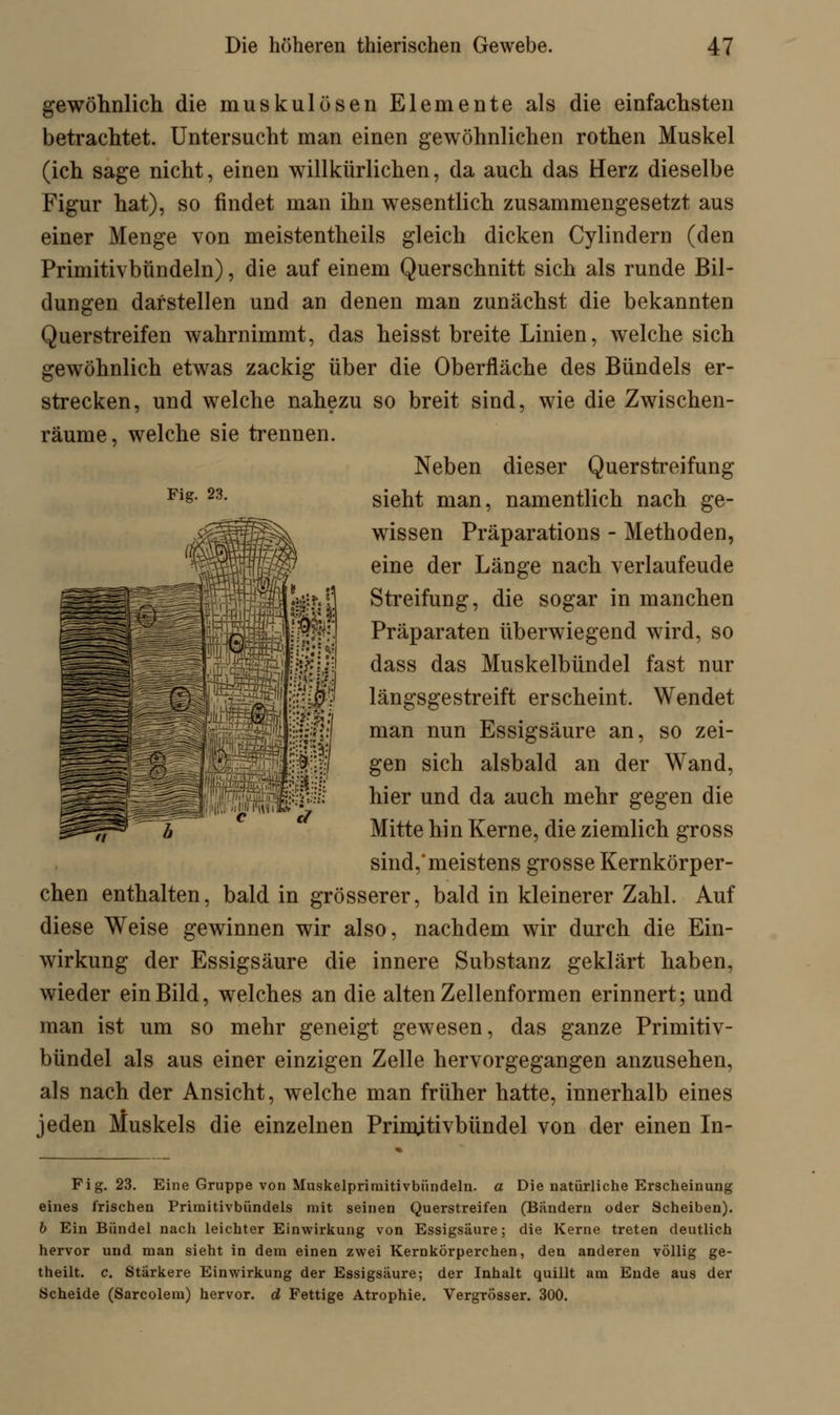 Fig. 23. gewöhnlich die muskulösen Elemente als die einfachsten betrachtet. Untersucht man einen gewöhnlichen rothen Muskel (ich sage nicht, einen willkürlichen, da auch das Herz dieselbe Figur hat), so findet man ihn wesentlich zusammengesetzt aus einer Menge von meistentheils gleich dicken Cylindern (den Primitivbündeln), die auf einem Querschnitt sich als runde Bil- dungen darstellen und an denen man zunächst die bekannten Querstreifen wahrnimmt, das heisst breite Linien, welche sich gewöhnlich etwas zackig über die Oberfläche des Bündels er- strecken, und welche nahezu so breit sind, wie die Zwischen- räume, welche sie trennen. Neben dieser Querstreifung sieht man, namentlich nach ge- wissen Präparations - Methoden, eine der Länge nach verlaufeude Streifung, die sogar in manchen Präparaten überwiegend wird, so dass das Muskelbündel fast nur längsgestreift erscheint. Wendet man nun Essigsäure an, so zei- gen sich alsbald an der Wand, hier und da auch mehr gegen die Mitte hin Kerne, die ziemlich gross sind,meistens grosse Kernkörper- chen enthalten, bald in grösserer, bald in kleinerer Zahl. Auf diese Weise gewinnen wir also, nachdem wir durch die Ein- wirkung der Essigsäure die innere Substanz geklärt haben, wieder ein Bild, welches an die alten Zellenformen erinnert; und man ist um so mehr geneigt gewesen, das ganze Primitiv- bündel als aus einer einzigen Zelle hervorgegangen anzusehen, als nach der Ansicht, welche man früher hatte, innerhalb eines jeden Muskels die einzelnen Primitivbündel von der einen In- Fig. 23. Eine Gruppe von Muskelprimitivbiindeln. a Die natürliche Erscheinung eines frischen Pritnitivbündels mit seinen Querstreifen (Bändern oder Scheiben). b Ein Bündel nach leichter Einwirkung von Essigsäure; die Kerne treten deutlich hervor und man sieht in dem einen zwei Kernkörperchen, den anderen völlig ge- theilt. e. Stärkere Einwirkung der Essigsäure; der Inhalt quillt am Ende aus der Scheide (Sarcolem) hervor, d Fettige Atrophie. Vergrösser. 300.