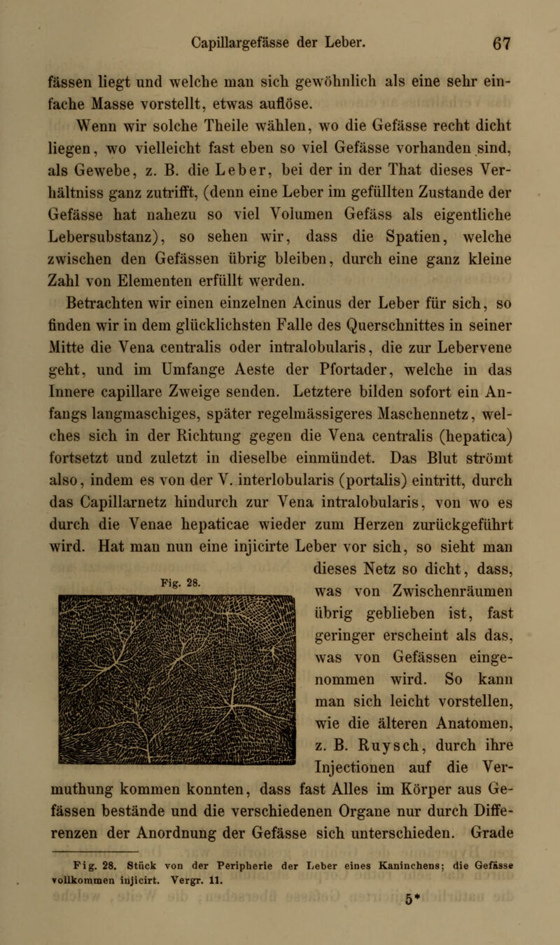 fassen liegt und welche man sich gewöhnlich als eine sehr ein- fache Masse vorstellt, etwas auflöse. Wenn wir solche Theile wählen, wo die Gefässe recht dicht liegen, wo vielleicht fast eben so viel Gefässe vorhanden sind, als Gewebe, z. B. die Leber, bei der in der That dieses Ver- hältniss ganz zutrifft, (denn eine Leber im gefüllten Zustande der Gefässe hat nahezu so viel Volumen Gefäss als eigentliche Lebersubstanz), so sehen wir, dass die Spatien, welche zwischen den Gefässen übrig bleiben, durch eine ganz kleine Zahl von Elementen erfüllt werden. Betrachten wir einen einzelnen Acinus der Leber für sich, so finden wir in dem glücklichsten Falle des Querschnittes in seiner Mitte die Vena centralis oder intralobularis, die zur Lebervene geht, und im Umfange Aeste der Pfortader, welche in das Innere capillare Zweige senden. Letztere bilden sofort ein An- fangs langmaschiges, später regelmässigeres Maschennetz, wel- ches sich in der Richtung gegen die Vena centralis (hepatica) fortsetzt und zuletzt in dieselbe einmündet. Das Blut strömt also, indem es von der V. interlobularis (portalis) eintritt, durch das Capillarnetz hindurch zur Vena intralobularis, von wo es durch die Venae hepaticae wieder zum Herzen zurückgeführt wird. Hat man nun eine injicirte Leber vor sich, so sieht man dieses Netz so dicht, dass, was von Zwischenräumen übrig geblieben ist, fast geringer erscheint als das, was von Gefässen einge- nommen wird. So kann man sich leicht vorstellen, wie die älteren Anatomen, z. B. Ruysch, durch ihre Injectionen auf die Ver- muthung kommen konnten, dass fast Alles im Körper aus Ge- fässen bestände und die verschiedenen Organe nur durch Diffe- renzen der Anordnung der Gefässe sich unterschieden. Grade Fig. 28. Fig. 28. Stück von der Peripherie der Leber eines Kaninchens; die Gefässe vollkommen irijicirt. Vergr. 11. 5*