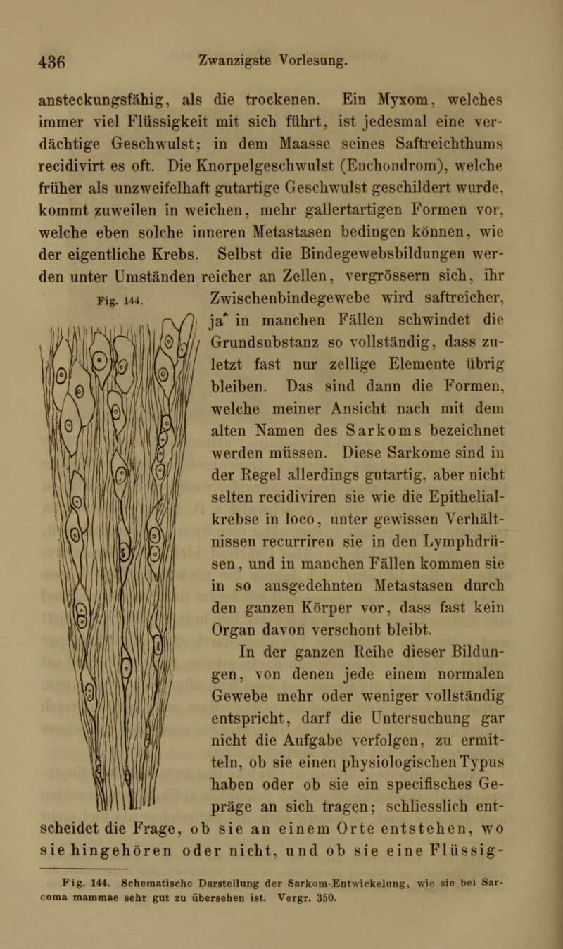 Fig. 144. ansteckungsfähig, als die trockenen. Ein Myxom, welches immer viel Flüssigkeit mit sich führt, ist jedesmal eine ver- dächtige Geschwulst; in dem Maasse seines Saftreichthums recidivirt es oft. Die Knorpelgeschwulst (Enchondrom), welche früher als unzweifelhaft gutartige Geschwulst geschildert wurde, kommt zuweilen in weichen, mehr gallertartigen Formen vor, welche eben solche inneren Metastasen bedingen können, wie der eigentliche Krebs. Selbst die Bindegewebsbildungen wer- den unter Umständen reicher an Zellen, vergrössern sich, ihr Zwischenbindegewebe wird saftreicher, ja* in manchen Fällen schwindet die Grundsubstanz so vollständig, dass zu- letzt fast nur zellige Elemente übrig bleiben. Das sind dann die Formen, welche meiner Ansicht nach mit dem alten Namen des Sarkoms bezeichnet werden müssen. Diese Sarkome sind in der Regel allerdings gutartig, aber nicht selten recidiviren sie wie die Epithelial- krebse in loco, unter gewissen Verhält- nissen recurriren sie in den Lymphdrü- sen , und in manchen Fällen kommen sie in so ausgedehnten Metastasen durch den ganzen Körper vor, dass fast kein Organ davon verschont bleibt. In der ganzen Reihe dieser Bildun- gen, von denen jede einem normalen Gewebe mehr oder weniger vollständig entspricht, darf die Untersuchung gar nicht die Aufgabe verfolgen, zu ermit- teln, ob sie einen physiologischen Typus haben oder ob sie ein specifisches Ge- präge an sich tragen; schliesslich ent- scheidet die Frage, ob sie an einem Orte entstehen, wo sie hingehören oder nicht, und ob sie eine Flüssig- coma Fig. 144. Schematische Darstellung der Sarkom-Entwickelung, wie sie bei Sar- » mammae sehr gut zu übersehen ist. Vergr. 350.