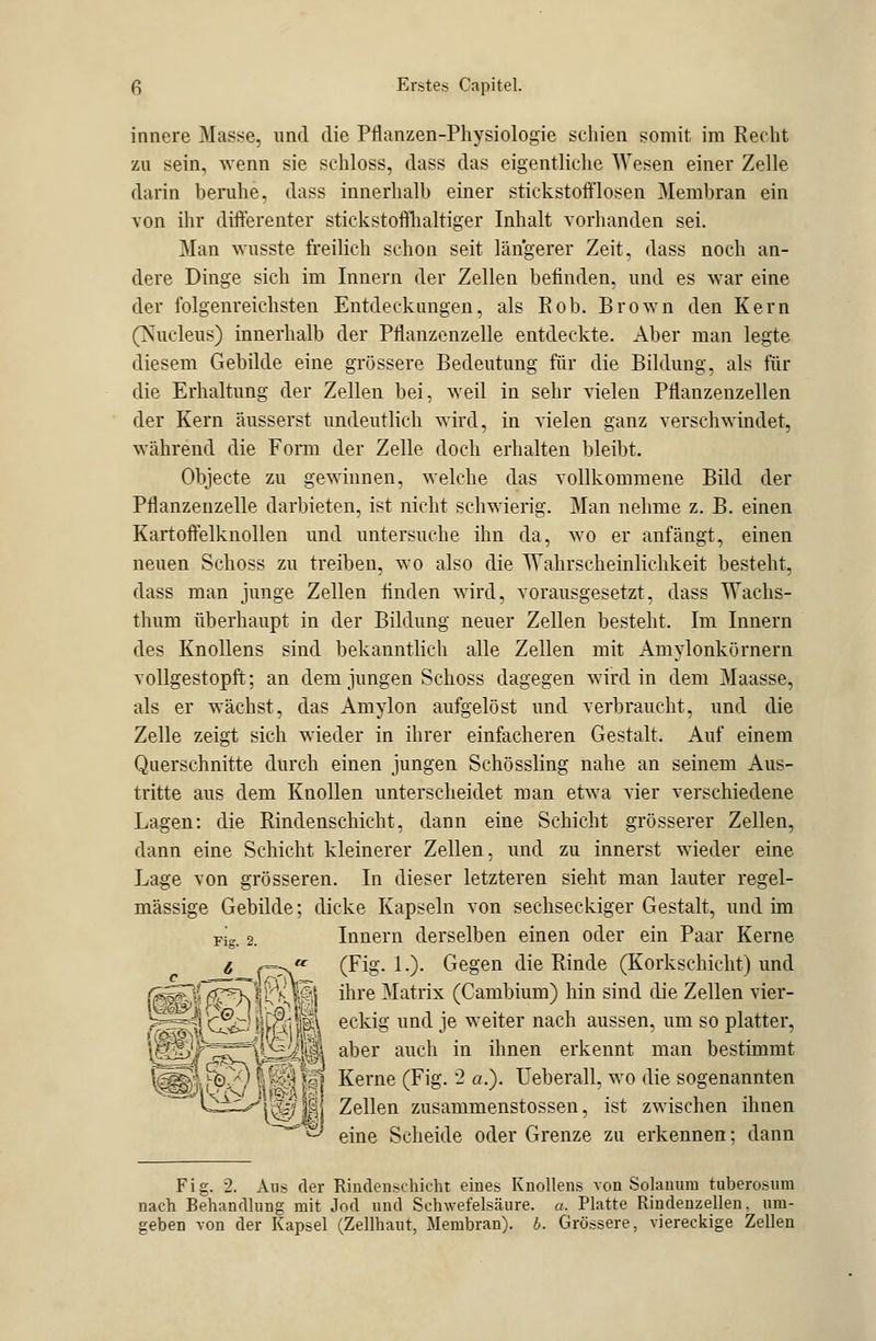 innere Masse, und die Pflanzen-Physiologie schien somit im Recht zu sein, wenn sie schloss, dass das eigentliche Wesen einer Zelle darin beruhe, dass innerhalb einer stickstofflosen Membran ein von ihr differenter stickstoffhaltiger Inhalt vorhanden sei. Man wusste freilich schon seit längerer Zeit, dass noch an- dere Dinge sich im Innern der Zellen befinden, und es war eine der folgenreichsten Entdeckungen, als Rob. Brown den Kern (Nucleus) innerhalb der Pflanzenzelle entdeckte. Aber man legte diesem Gebilde eine grössere Bedeutung für die Bildung, als für die Erhaltung der Zellen bei, weil in sehr vielen Pflanzenzellen der Kern äusserst undeutlich wird, in vielen ganz verschwindet, während die Forrn der Zelle doch erhalten bleibt. Objecte zu gewinnen, welche das vollkommene Bild der Pflanzenzelle darbieten, ist nicht schwierig. Man nehme z. B. einen Kartoffelknollen und untersuche ihn da, wo er anfängt, einen neuen Schoss zu treiben, wo also die 'Wahrscheinlichkeit besteht, dass man junge Zellen finden wird, vorausgesetzt, dass Wachs- thum überhaupt in der Bildung neuer Zellen besteht. Im Innern des Knollens sind bekanntlich alle Zellen mit Amylonkörnern vollgestopft; an dem jungen Schoss dagegen wird in dem Maasse, als er wächst, das Amylon aufgelöst und verbraucht, und die Zelle zeigt sich wieder in ihrer einfacheren Gestalt. Auf einem Querschnitte durch einen jungen Schössling nahe an seinem Aus- tritte aus dem Knollen unterscheidet man etwa vier verschiedene Lagen: die Rindenschicht, dann eine Schicht grösserer Zellen, dann eine Schicht kleinerer Zellen, und zu innerst wieder eine Lage von grösseren. In dieser letzteren sieht man lauter regel- mässige Gebilde; dicke Kapseln von sechseckiger Gestalt, und im Innern derselben einen oder ein Paar Kerne (Fig. 1.). Gegen die Rinde (I^orkschicht) und ihre Matrix (Cambium) hin sind die Zellen vier- eckig und je weiter nach aussen, um so platter, aber auch in ihnen erkennt man bestimmt Kerne (Fig. '2 a.). Ueberall, wo die sogenannten Zellen zusammenstossen, ist zwischen ihnen eine Scheide oder Grenze zu erkennen; dann Fig. 2. Aus der Rindenschicht eines Knollens von Solanum tuberosum nach Behandlung mit Jod und Schwefelsäure. «. Platte Rindenzellen, um- geben von der Kapsel (Zellhaut, Membran), b. Grössere, viereckige Zellen