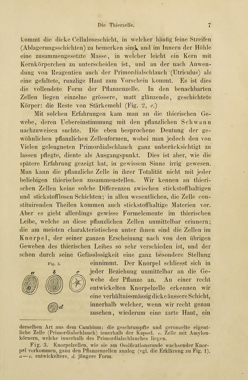 kommt die dicke Celluloseschicht, in welcher häufig feine Streifen (Ablagerungsschichten) zu bemerken sind, und im Innern der Höhle eine zusammengesetzte Masse, in welcher leicht ein Kern mit Kernkörperchen zu unterscheiden ist, und an der nach Anwen- dung von Reagentien auch der Primordialschlauch (Utriculus) als eine gefaltete, runzlige Haut zum Vorschein kommt. Es ist dies die vollendete Form der Pflanzenzelle. In den benachbarten Zellen liegen einzelne grössere, matt glänzende, geschichtete Körper: die Reste von Stärkemehl (Fig. 2, c.) Mit solchen Erfahrungen kam man an die thierischen Ge- webe, deren Uebereinstimmung mit den pflanzlichen Schwann nachzuweisen suchte. Die eben besprochene Deutung der ge- wöhnlichen pflanzlichen Zellenformen, wobei man jedoch den von Vielen geleugneten Primordialschlauch ganz unberücksichtigt zu lassen pflegte, diente als Ausgangspunkt. Dies ist aber, wie die spätere Erfahrung gezeigt hat, in gewissem Sinne irrig gewesen. Man kann die pflanzliche Zelle in ihrer Totalität nicht mit jeder beliebigen thierischen zusammenstellen. Wir kennen an thieri- schen Zellen keine solche Differenzen zwischen stickstoffhaltigen und stickstofflosen Schichten; in allen wesentlichen, die Zelle con- stituirenden Theilen kommen auch stickstoffhaltige Materien vor. Aber es giebt allerdings gewisse Formelemente im thierischen Leibe, welche an diese pflanzlichen Zellen unmittelbar erinnern; die am meisten charakteristischen unter ihnen sind die Zellen im Knorpel, der seiner ganzen Erscheinung nach von den übrigen Geweben des thierischen Leibes so sehr verschieden ist, und der schon durch seine Gefässlosigkeit eine ganz besondere Stellung einnimmt. Der Knorpel schliesst sich in jeder Beziehung unmittelbar an die Ge- webe der Pflanze an. An einer recht entwickelten Knorpelzelle erkennen wir eine verhältnissmässig dicke äussere Schicht, |)^ innerhalb welcher, wenn wir recht genau zusehen, wiederum eine zarte Haut, ein Mi derselben Art aus dem Cambinm; die geschrumpfte und gerunzelte eigent- liche Zelle (Primordialschlauch) innerhalb der Kapsel, e. Zelle mit Amylon- körnern, welche innerhalb des Primordialschlauches liegen. Fig. 3. Knorpelzellen, wie sie am Ossificationsrande wachsender Knor- pel vorkommen, ganz den Pflanzenzellen analog (vgl. die Erklärung zu Fig. 1). a — c. entwickeltere, d. jüngere Form.