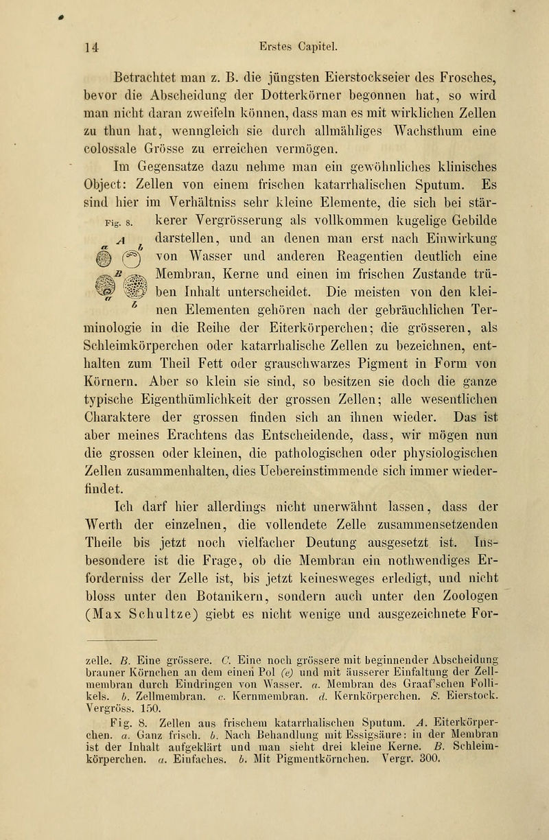 Betrachtet man z. B. die jüngsten Eierstockseier des Frosches, bevor die Abscheidung der Dotterkörner begonnen hat, so wird man nicht daran zweifeln können, dass man es mit wirklichen Zellen zu thun hat, wenngleich sie durch allmähliges Wachsthum eine colossale Grösse zu erreichen vermögen. Im Gegensatze dazu nehme man ein gewöhnliches klinisches Object: Zellen von einem frischen katarrhalischen Sputum. Es sind hier im Verhältniss sehr kleine Elemente, die sich bei stär- Fig. s. kerer Vergrösserung als vollkommen kugelige Gebilde a darstellen, und an denen man erst nach Einwirkung IH (^\ von Wasser und anderen Reagentien deutlich eine ^»ä Membran, Kerne und einen im frischen Zustande trü- ^m <t$0 ben Inhalt unterscheidet. Die meisten von den klei- nen Elementen gehören nach der gebräuchlichen Ter- minologie in die Reihe der Eiterkörperchen; die grösseren, als Schleimkörperchen oder katarrhalische Zellen zu bezeichnen, ent- halten zum Theil Fett oder grauschwarzes Pigment in Form von Körnern. Aber so klein sie sind, so besitzen sie doch die ganze typische Eigenthümlichkeit der grossen Zellen; alle wesentlichen Charaktere der grossen finden sich an ihnen wieder. Das ist aber meines Erachtens das Entscheidende, dass, wir mögen nun die grossen oder kleinen, die pathologischen oder physiologischen Zellen zusammenhalten, dies Uebereinstimmende sich immer wieder- findet. Ich darf hier allerdings nicht unerwähnt lassen, dass der Werth der einzelnen, die vollendete Zelle zusammensetzenden Theile bis jetzt noch vielfacher Deutung ausgesetzt, ist. Ins- besondere ist die Frage, ob die Membran ein nothwendiges Er- forderniss der Zelle ist, bis jetzt keinesweges erledigt, und nicht bloss unter den Botanikern, sondern auch unter den Zoologen (Max Schultze) giebt es nicht wenige und ausgezeichnete For- zelle, ß. Eine grössere. C. Eine noch grössere mit beginnender Abscheidung brauner Körnchen an dem einen Pol (e) und mit äusserer Einfaltung der Zell- membran durch Eindringen von Wasser. «. Membran des Graafschen Folli- kels, b. Zellmembran, c. Kernmembran, d. Kernkörperchen. <S'. Eierstock. Vergröss. 150. Fig. 8. Zellen aus frischem katarrhalischen Sputum. A. Eiterkörper- chen. a. Ganz frisch, b. Nach Behandlung mit Essigsäure: in der Membran ist der Inhalt aufgeklärt und mau sieht drei kleine Kerne. B. Schleim- körperchen, u. Einfaches, b. Mit Pigmentkörnchen. Vergr. 300.