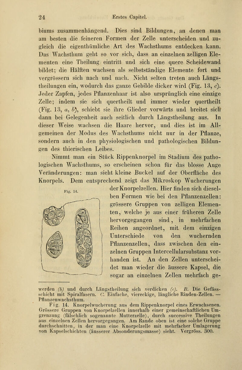 biums zusammenhängend. Dies sind Bildungen, an denen man am besten die feineren Formen der Zelle unterscheiden und zu- gleich die eigenthümliche Art des Wachsthums entdecken kann. Das Wachsthum geht so vor sich, dass an einzelnen zelligen Ele- menten eine Theilung eintritt und sich eine quere Scheidewand bildet; die Hälften wachsen als selbstständige Elemente fort und vergrössern sich nach und nach. Nicht selten treten auch Längs- theilungen ein, wodurch das ganze Gebilde dicker wird (Fig. 13, c); Jeder Zapfen, jedes Pflanzenhaar ist also ursprünglich eine einzige Zelle; indem sie sich quertheilt und immer wieder quertheilt (Fig. 13, a, 6), schiebt sie ihre Glieder vorwärts und breitet sich dann bei Gelegenheit auch seitlich durch Längstheilung aus. In dieser Weise wachsen die Haare hervor, und dies ist im All- gemeinen der Modus des Wachsthums nicht nur in der Pflanze, sondern auch in den physiologischen und pathologischen Bildun- gen des thierischen Leibes. Nimmt man ein Stück Rippenknorpel im Stadium des patho- logischen Wachsthums, so erscheinen schon für das blosse Auge Veränderungen: man sieht kleine Buckel auf der Oberfläche des Knorpels. Dem entsprechend zeigt das Mikroskop Wucherungen p. u der Knorpelzellen. Hier finden sich diesel- ben Formen wie bei den Pflanzenzellen: grössere Gruppen von zelligen Elemen- ten, welche je aus einer früheren Zelle hervorgegangen sind, in mehrfachen Reihen angeordnet, mit. dem einzigen Unterschiede von den wuchernden Pflanzenzellen, dass zwischen den ein- zelnen Gruppen Intercellularsubstanz vor- handen ist. An den Zellen unterschei- det man wieder die äussere Kapsel, die sogar an einzelnen Zellen mehrfach ge- werden (b) und durch Längstheilung sich verdicken (c). B. Die Gefäss- schicht mit Spiralfasern. C. Einfache, viereckige, längliche Rinden-Zellen. — Pflanzenwachsthum. Fig. 14. Knorpelwucherung aus dem Rippenknorpel eines Erwachsenen. Grössere Gruppen von Knorpelzellen innerhalb einer gemeinschaftlichen Um- grenzung (fälschlich sogenannte Mutterzelle), durch successive Theilungen aus einzelnen Zellen hervorgegangen. Am Rande oben ist eine solche Gruppe durchschnitten, in der man eine Knorpelzelle mit mehrfacher Umlagerung von Kapselschichten (äusserer Absonderungsmasse) sieht. Vergröss. 300.