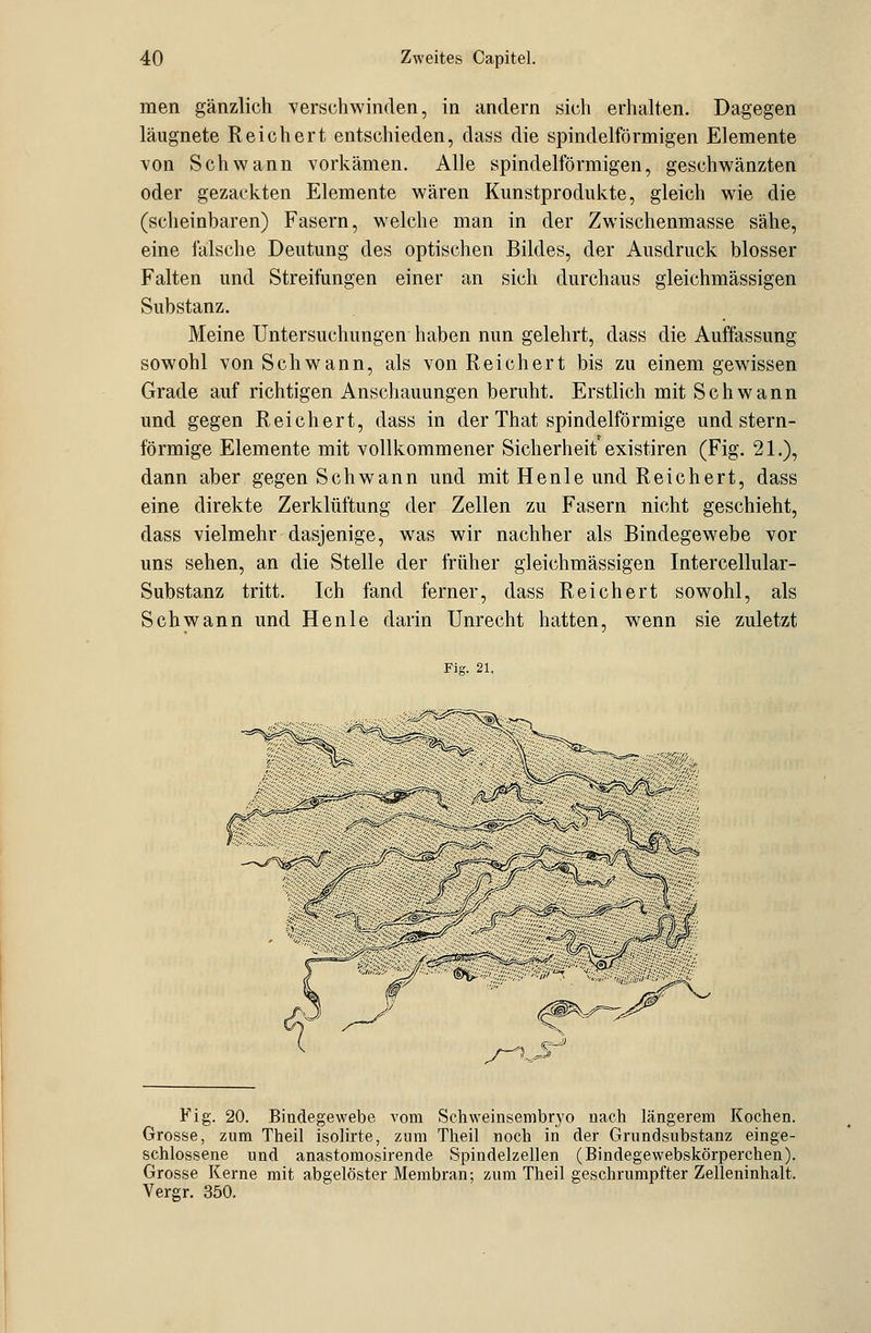 men gänzlich verschwinden, in andern sich erhalten. Dagegen läugnete Reichert entschieden, dass die spindelförmigen Elemente von Schwann vorkämen. Alle spindelförmigen, geschwänzten oder gezackten Elemente wären Kunstprodukte, gleich wie die (scheinbaren) Fasern, welche man in der Zwischenmasse sähe, eine falsche Deutung des optischen Bildes, der Ausdruck blosser Falten und Streifungen einer an sich durchaus gleichmässigen Substanz. Meine Untersuchungen haben nun gelehrt, dass die Auffassung sowohl von Schwann, als von Reichert bis zu einem gewissen Grade auf richtigen Anschauungen beruht. Erstlich mit Schwann und gegen Reichert, dass in der That spindelförmige und stern- förmige Elemente mit vollkommener Sicherheit existiren (Fig. 21.), dann aber gegen Schwann und mit Henle und Reichert, dass eine direkte Zerklüftung der Zellen zu Fasern nicht geschieht, dass vielmehr dasjenige, was wir nachher als Bindegewebe vor uns sehen, an die Stelle der früher gleichmässigen Intercellular- Substanz tritt. Ich fand ferner, dass Reichert sowohl, als Schwann und Henle darin Unrecht hatten, wenn sie zuletzt Fig. 21, Fig. 20. Bindegewebe vom Schweinsembryo nach längerem Kochen. Grosse, zum Theil isolirte, zum Theil noch in der Grundsubstanz einge- schlossene und anastomosirende Spindelzellen (Bindegewebskö'rperchen). Grosse Kerne mit abgelöster Membran; zum Theil geschrumpfter Zelleninhalt. Vergr. 350.