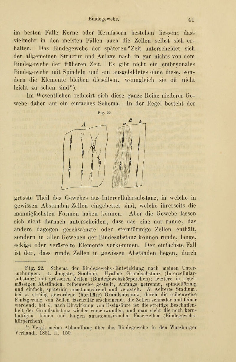 im besten Falle Kerne oder Kernfasern bestehen Hessen; dass vielmehr in den meisten Fällen auch die Zellen selbst sich er- halten. Das Bindegewebe der späteren'Zeit unterscheidet sich der allgemeinen Structur und Anlage nach in gar nichts von dem Bindegewebe der früheren Zeit. Es gibt nicht ein embryonales Bindegewebe mit Spindeln und ein ausgebildetes ohne diese, son- dern die Elemente bleiben dieselben, wenngleich sie oft nicht leicht zu sehen sind*). Im Wesentlichen reducirt sich diese ganze Reihe niederer Ge- webe daher auf ein einfaches Schema. In der Regel besteht der Fig. 22. grösste Theil des Gewebes aus Intercellularsubstanz, in welche in gewissen Abständen Zellen eingebettet sind, welche ihrerseits die mannigfachsten Formen haben können. Aber die Gewebe lassen sich nicht darnach unterscheiden, dass das eine nur runde, das andere dagegen geschwänzte oder sternförmige Zellen enthält, sondern in allen Geweben der Bindesubstanz können runde, lange, eckige oder verästelte Elemente vorkommen. Der einfachste Fall ist der, dass runde Zellen in gewissen Abständen liegen, durch Fig. 22. Schema der Bindegewebs-Entwicklung nach meinen Unter- suchungen. A. Jüngstes Stadium. Hyaline Grundsubstanz (Intercellular- substanz) mit grösseren Zellen (Bindegewebskörperchen); letztere in regel- mässigen Abständen, reihenweise gestellt, Anfangs getrennt, spindelförmig und einfach, späterhin anastomosirend und verästelt. B. Aelteres Stadium: bei a. streifig gewordene (fibrilläre) Grundsubstanz, durch die reihenweise Einlagerung von Zellen fasciculär erscheinend; die Zellen schmaler und feiner werdend; bei b. nach Einwirkung von Essigsäure ist die streifige Beschaffen- heit der Grundsubstanz wieder verschwunden, und man sieht die noch kern- haltigen, feinen und langen anastomosirenden Faserzellen (Bindegewebs- körperchen). *) Vergl. meine Abhandlung über das Bindegewebe in den Würzburger Verhandl. 1851. IL 150.