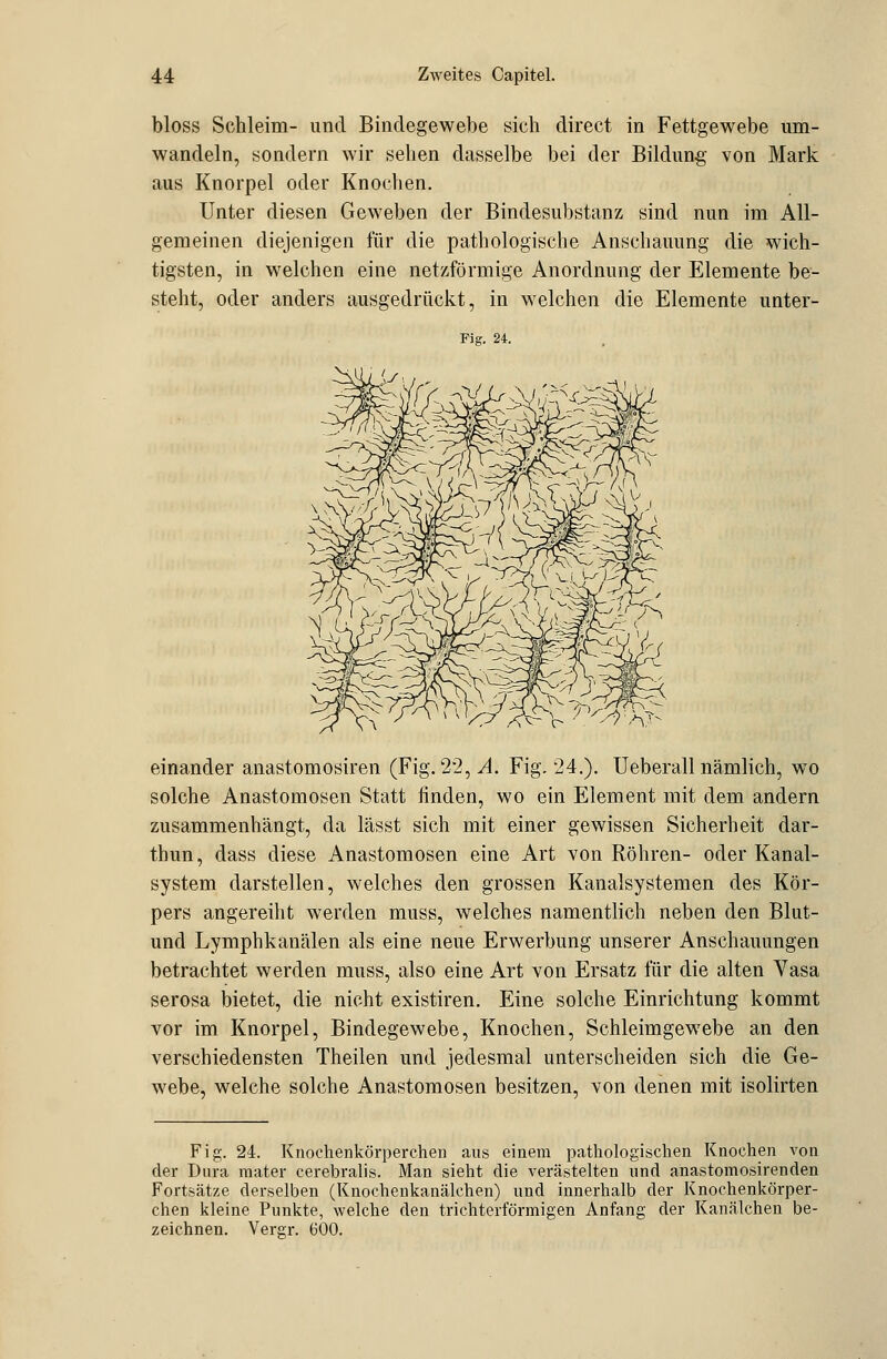 bloss Schleim- und Bindegewebe sich direct in Fettgewebe um- wandeln, sondern wir sehen dasselbe bei der Bildung von Mark aus Knorpel oder Knochen. Unter diesen Geweben der Bindesubstanz sind nun im All- gemeinen diejenigen für die pathologische Anschauung die wich- tigsten, in welchen eine netzförmige Anordnung der Elemente be- steht, oder anders ausgedrückt, in welchen die Elemente unter- Fig. 24. einander anastomosiren (Fig. 22, A Fig. 24.). Ueberall nämlich, wo solche Anastomosen Statt finden, wo ein Element mit dem andern zusammenhängt, da lässt sich mit einer gewissen Sicherheit dar- thun, dass diese Anastomosen eine Art von Röhren- oder Kanal- system darstellen, welches den grossen Kanalsystemen des Kör- pers angereiht werden muss, welches namentlich neben den Blut- und Lymphkanälen als eine neue Erwerbung unserer Anschauungen betrachtet werden muss, also eine Art von Ersatz für die alten Vasa serosa bietet, die nicht existiren. Eine solche Einrichtung kommt vor im Knorpel, Bindegewebe, Knochen, Schleimgewebe an den verschiedensten Theilen und jedesmal unterscheiden sich die Ge- webe, welche solche Anastomosen besitzen, von denen mit isolirten Fig. 24. Knochenkörperehen aus einem pathologischen Knochen von der Dura raater cerebralis. Man sieht die verästelten und anastomosiren den Fortsätze derselben (Knochenkanälchen) und innerhalb der Knochenkörper- chen kleine Punkte, welche den trichterförmigen Anfang der Kanälchen be- zeichnen. Vergr. 600.