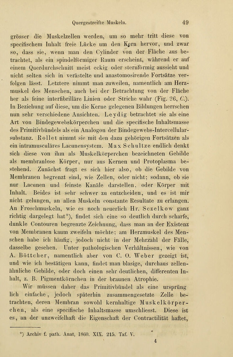 grösser die Muskelzellen werden, um so mehr tritt diese von specitischein Inhalt freie Lücke um den Kprn hervor, und zwar so, dass sie, wenn man den Cylinder von der Fläche aus be- trachtet, als ein spindelförmiger Raum erscheint, während er auf einem Querdurchschnitt meist eckig oder sternförmig aussieht und nicht selten sich in verästelte und anastomosirende Fortsätze ver- folgen lässt. Letztere nimmt man zuweilen, namentlich am Herz- muskel des Menschen, auch bei der Betrachtung von der Fläche her als feine interfibrilläre Linien oder Striche wahr (Fig. 26, C). In Beziehung auf diese, um die Kerne gelegenen Bildungen herrschen nun sehr verschiedene Ansichten. Leydig betrachtet sie als eine Art von Bindegewebskörperchen und die specitische Inhaltsmasse des Primitivbündels als ein Analogon der Bindegewebs-Intereellular- substanz. Rollet nimmt sie mit den dazu gehörigen Fortsätzen als ein intramusculäres Lacunensystem. Max Schultze endlich denkt sich diese von ihm als Muskelkörperchen bezeichneten Gebilde als membranlose Körper, nur aus Kernen und Protoplasma be- stehend. Zunächst fragt es sich hier also, ob die Gebilde von Membranen begrenzt sind, wie Zellen, oder nicht; sodann, ob sie nur Lacunen und feinste Kanäle darstellen, oder Körper mit Inhalt. Beides ist sehr schwer zu entzcheiden, und es ist mir nicht gelungen, an allen Muskeln constante Resultate zu erlangen. An Froschmuskeln, wie es noch neuerlich Hr. Sczelkow ganz richtig dargelegt hat*), findet sich eine so deutlich durch scharfe, dunkle Contouren begrenzte Zeichnung, dass man an der Existenz von Membranen kaum zweifeln möchte; am Herzmuskel des Men- schen habe ich häufig, jedoch nicht in der Mehrzahl der Fälle, dasselbe gesehen. Unter pathologischen Verhältnissen, wie von A. Böttcher, namentlich aber von C. 0. Weber gezeigt ist, und wie ich bestätigen kann, findet man blasige, durchaus zellen- ähnliche Gebilde, oder doch einen sehr deutlichen, differenten In- halt, z. B. Pigmentkörnchen in der braunen Atrophie. Wir müssen daher das Primitivbündel als eine Ursprung lieh einfache, jedoch späterhin zusammengesetzte Zelle be- trachten, deren Membran sowohl kernhaltige Muskelkörper- chen, als eine specitische Inhaltsmasse umschliesst. Diese ist es, an der unzweifelhaft die Eigenschaft der Contractilität haftet. *) Archiv f. path. Anat, 1860. XIX. 215. Taf. V.