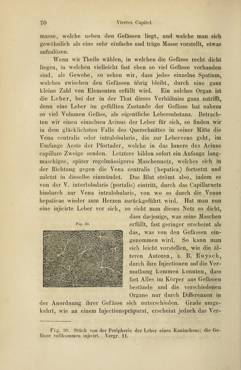 masse, welche neben den Gefässen liegt, und welche man sich gewöhnlich als eine sehr einfache und träge Masse vorstellt, etwas aufzulösen. Wenn wir Theile wählen, in welchen die Gefässe recht dicht liegen, in welchen vielleicht fast eben so viel Gefässe vorhanden sind, als Gewebe, so sehen wir, dass jedes einzelne Spatium, welches zwischen den Gefässen übrig bleibt, durch eine ganz kleine Zahl von Elementen erfüllt wird. Ein solches Organ ist die Leber, bei der in der That dieses Verhältniss ganz zutrifft, denn eine Leber im gefüllten Zustande der Gefässe hat nahezu so viel Volumen Gefäss, als eigentliche Lebersubstanz. Betrach- ten wir einen einzelnen Acinus der Leber für sich, so finden wir in dem glücklichsten Falle des Querschnittes in seiner Mitte die Vena centralis oder intralobularis, die zur Lebervene geht, im Umfange Aeste der Pfortader, welche in das Innere des Acinus capillare Zweige senden. Letztere bilden sofort ein Anfangs lang- maschiges, später regelmässigeres Maschennetz, welches sich in der Richtung gegen die Vena centralis (hepatica) fortsetzt und zuletzt in dieselbe einmündet. Das Blut strömt also, indem es von der V. interlobularis (portalis) eintritt, durch das Capillarnetz hindurch zur Vena intralobularis, von wo es durch die Venae hepaticae wieder zum Herzen zurückgeführt wird. Hat man nun eine injicirte Leber vor sich, so sieht man dieses Netz so dicht, dass dasjenige, was seine Maschen erfüllt, fast geringer erscheint als das, was von den Gefässen ein- genommen wird. So kann man sich leicht vorstellen, wie die äl- teren Autoren, z. B. Ruysch, auf die Ver- konnten, dass ■PBHMHM fest Alles im Körper aus Gefässen mm^smm^.iusi^kais*»^^. „„■■■., bestände und die verschiedenen Organe nur durch Differenzen in der Anordnung ihrer Gefässe sich unterschieden. Grade umge- kehrt, wie an einem Injectionspräparat, erscheint jedoch das Ver- Pigi 30. Fig. 30. Stück von der Peripherie der Leber eines Kaninchens; die Ge- fässe vollkommen injicirt. Vergr. 11.