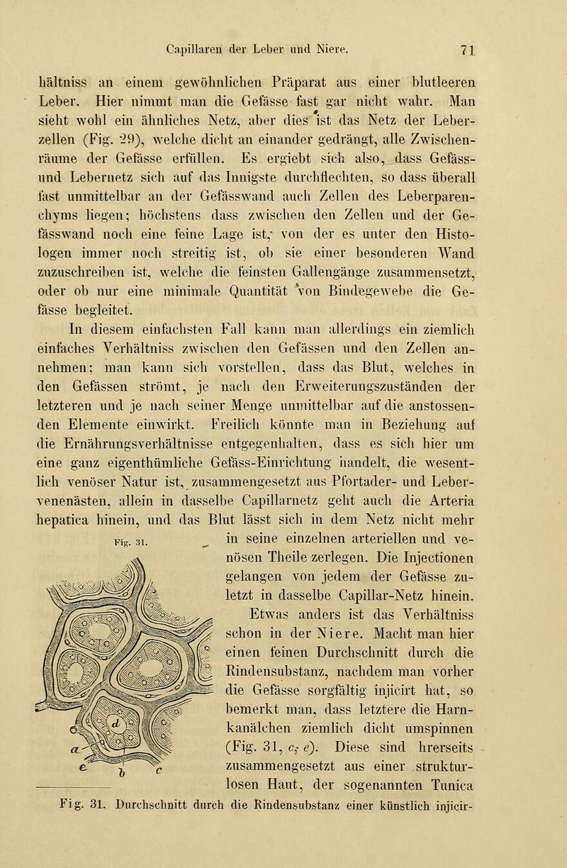 hältniss an einem gewöhnlichen Präparat aus einer blutleeren Leber. Hier nimmt man die Gelasse fast gar nicht wahr. Man sieht wohl ein ähnliches Netz, aber dies ist das Netz der Leber- zellen (Fig. 29), wrelche dicht an einander gedrängt, alle Zwischen- räume der Gefässe erfüllen. Es ergiebt sich also, dass Gefäss- und Lebernetz sich auf das Innigste durchtiechten, so dass überall fast unmittelbar an der Gefässwand auch Zellen des Leberparen- chyms liegen; höchstens dass zwischen den Zellen und der Ge- fässwand noch eine feine Lage ist,* von der es unter den Histo- logen immer noch streitig ist, ob sie einer besonderen Wand zuzusehreiben ist, welche die feinsten Gallengänge zusammensetzt, oder ob nur eine minimale Quantität von Bindegewebe die Ge- fässe begleitet. In diesem einfächsten Fall kann man allerdings ein ziemlich einfaches Verhältniss zwischen den Gefässen und den Zellen an- nehmen; man kann sich vorstellen, dass das Blut, welches in den Gefässen strömt, je nach den Erweiterungszuständen der letzteren und je nach seiner Menge unmittelbar auf die anstossen- den Elemente einwirkt. Freilich könnte man in Beziehung auf die ErnährungsVerhältnisse entgegenhalten, dass es sich hier um eine ganz eigenthümliche Gefäss-Einrichtung handelt, die wesent- lich venöser Natur ist, zusammengesetzt aus Pfortader- und Leber- venenästen, allein in dasselbe Capillarnetz geht auch die Arteria hepatica hinein, und das Blut lässt sich in dem Netz nicht mehr in seine einzelnen arteriellen und ve- nösen Theile zerlegen. Die Injectionen gelangen von jedem der Gefässe zu- letzt in dasselbe Capillar-Netz hinein. Etwas anders ist das Verhältniss schon in der Niere. Macht man hier einen feinen Durchschnitt durch die Rindensubstanz, nachdem man vorher die Gefässe sorgfältig injicirt hat, so bemerkt man, dass letztere die Harn- kanälchen ziemlich dicht umspinnen (Fig. 31, c,- e). Diese sind hrerseits zusammengesetzt aus einer struktur- losen Haut, der sogenannten Tunica Fig. 31. Durchschnitt durch die Rindensubstanz einer künstlich injicir- Pig. 31.