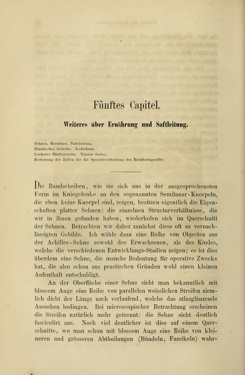 Fünftes Capitel. Weiteres über Ernährung' und Saftleitiing. Sehnen, Hornhaut, Nabelstrang. Elastisches Gewebe. Lederhaut. Lockeres Bindegewebe. Tmüca dartos. Bedeutung der Zellen für die Specialvertheilung der Ernährungssäfte. Die Bandscheiben, wie sie sich uns in der ausgesprochensten Form im Kniegelenke an den sogenannten Semilunar-Knorpeln, die eben keine Knorpel sind, zeigen, besitzen eigentlich die Eigen- schaften platter Sehnen; die einzelnen Structurverhältnisse, die wir in ihnen gefunden haben, wiederholen sich im Querschnitt der Sehnen. Betrachten wir daher zunächst diese oft so vernach- lässigten Gebilde. Ich wähle dazu eine Reihe von Objecten aus der Achilles - Sehne sowohl des Erwachsenen, als des Kindes, welche die verschiedenen Entwicklungs-Stadien zeigen; es ist dies überdem eine Sehne, die manche Bedeutung für operative Zwecke hat, die also schon aus practischen Gründen wohl einen kleinen Aufenthalt entschuldigt. An der Oberfläche einer Sehne sieht man bekanntlich mit blossem Auge eine Reihe von parallelen weisslichen Streifen ziem- lich dicht der Länge nach verlaufend, welche das atlasglänzende Aussehen bedingen. Bei microscopischer Betrachtung erscheinen die Streifen natürlich mehr getrennt: die Sehne sieht deutlich fasciculirt aus. Noch viel deutlicher ist dies auf einem Quer- schnitte, wo man schon mit blossem Auge eine Reihe von klei- neren und grösseren Abtheilungen (Bündeln, Fascikeln) wahr-