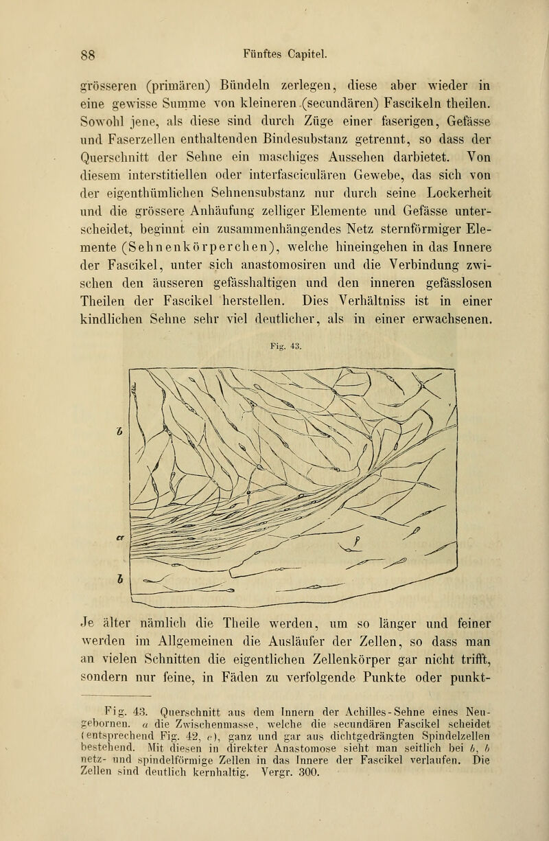 grösseren (primären) Bündeln zerlegen, diese aber wieder in eine gewisse Summe von kleineren .(secundären) Fascikeln theilen. Sowohl jene, als diese sind durch Züge einer faserigen, Gelasse und Faserzellen enthaltenden Bindesubstanz getrennt, so dass der Querschnitt der Sehne ein maschiges Aussehen darbietet. Von diesem interstitiellen oder interfasciculären Gewebe, das sich von der eigenthümlichen Sehnensubstanz nur durch seine Lockerheit und die grössere Anhäufung zelliger Elemente und Gefässe unter- scheidet, beginnt ein zusammenhängendes Netz sternförmiger Ele- mente (Sehnenkörperchen), welche hineingehen in das Innere der Fascikel, unter sich anastomosiren und die Verbindung zwi- schen den äusseren gefässhaltigen und den inneren gefässlosen Theilen der Fascikel herstellen. Dies Verhältniss ist in einer kindlichen Sehne sehr viel deutlicher, als in einer erwachsenen. Fig. 43. Je älter nämlich die Theile werden, um so länger und feiner werden im Allgemeinen die Ausläufer der Zellen, so dass man an vielen Schnitten die eigentlichen Zellenkörper gar nicht trifft, sondern nur feine, in Fäden zu verfolgende Punkte oder punkt- Fig. 43. Querschnitt aus dem Innern der Achilles-Sehne eines Neu- gebornen. « die Zwischenmasse, welche die secundären Fascikel scheidet (entsprechend Fig. 42, e), ganz und gar aus dichtgedrängten Spindelzellen bestehend. Mit diesen in direkter Anastomose sieht man seitlich bei 6, b netz- und spindelförmige Zellen in das Innere der Fascikel verlaufen. Die Zellen sind deutlich kernhaltig. Vergr. 300.