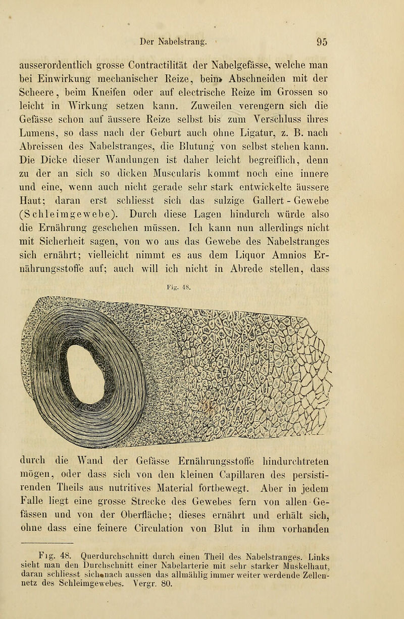 ausserordentlich grosse Contractilität der Nabelgefässe, welche man bei Einwirkung mechanischer Reize, beim Abschneiden mit der Scheere, beim Kneifen oder auf electrische Reize im Grossen so leicht in Wirkung setzen kann. Zuweilen verengern sich die Gefässe schon auf äussere Reize selbst bis zum Verschluss ihres Lumens, so dass nach der Geburt auch ohne Ligatur, z. B. nach Abreissen des Nabelstranges, die Blutung von selbst stehen kann. Die Dicke dieser Wandungen ist daher leicht begreiflich, denn zu der an sich so dicken Muscularis kommt noch eine innere und eine, wenn auch nicht gerade sehr stark entwickelte äussere Haut; daran erst schliesst sich das sulzige Gallert - Gewebe (Schleimgewebe). Durch diese Lagen hindurch würde also die Ernährung geschehen müssen. Ich kann nun allerdings nicht mit Sicherheit sagen, von wo aus das Gewebe des Nabelstranges sich ernährt; vielleicht nimmt es aus dem Liquor Amnios Er- nährungsstoffe auf; auch will ich nicht in Abrede stellen, dass Piff. 48. durch die Wand der Gefässe Ernährungsstoffe hindurchtreten mögen, oder dass sich von den kleinen Capillaren des persisti- renden Theils aus nutritives Material fortbewegt. Aber in jedem Falle liegt eine grosse Strecke des Gewebes fern von allen Ge- fässen und von der Oberfläche; dieses ernährt und erhält sich, ohne dass eine feinere Circulation von Blut in ihm vorhanden Fig. 48. Qnerdurchschnitt durch einen Theil des Nabelstranges. Links sieht man den Durchschnitt einer Nabelarterie mit sehr starker Muskelhaut, daran schliesst sich«nach aussen das allmählig immer weiter werdende Zellen- netz des Schleimgewebes. Vergr. 80.