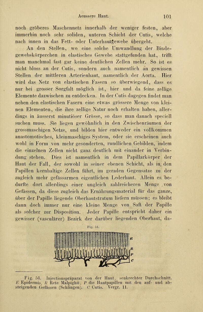 noch gröberes Maschennetz innerhalb der weniger festen, aber immerhin noch sehr soliden, unteren Schicht der Cutis, welche nach innen in das Fett- oder Unterhautgewebe übergeht. An den Stellen, wo eine solche Umwandlung der Binde- gewebskörperchen in elastisches Gewebe stattgefunden hat, trifft man manchmal fast gar keine deutlichen Zellen mehr. So ist es nicht bloss an der Cutis, sondern auch namentlich an gewissen Stellen der mittleren Arterienhaut, namentlich der Aorta. Hier wird das Netz von elastischen Fasern so überwiegend, dass es nur bei grosser Sorgfalt möglich ist, hier und da feine zellige Elemente dazwischen zu entdecken. In der Cutis dagegen findet man neben den elastischen Fasern eine etwas grössere Menge von klei- nen Elementen, die ihre zellige Natur noch erhalten haben, aller- dings in äusserst minutiöser Grösse, so dass man danach speciell suchen muss. Sie liegen gewöhnlich in den Zwischenräumen der grossmaschigen Netze, und bilden hier entweder ein vollkommen anastomotisches, kleinmaschiges System, oder sie erscheinen auch wohl in Form von mehr gesonderten, rundlichen Gebilden, indem die einzelnen Zellen nicht ganz deutlich mit einander in Verbin- dung stehen. Dies ist namentlich in dem Papillarkörper, der Haut der Fall, der sowohl in seiner ebenen Schicht, als in.:den Papillen kernhaltige Zellen führt, im geraden Gegensatze zu; der zugleich mehr gefässarmen eigentlichen Lederhaut. Allein es be- durfte dort allerdings einer ungleich zahlreicheren Menge .von Gefässen, da diese zugleich das Ernährungsmaterial für das ganze, über der Papille liegende Oberhautstratum liefern müssen; es bleibt dann doch immer nur eine kleine Menge von Saft der Papille als solcher zur Disposition. Jeder Papille entspricht daher ein gewisser (vasculärer) Bezirk der darüber liegenden Oberhaut, da- Fig. 51. Injectionspräparat von der Haut, senkrechter Durchschuitt. E Epidermis, R Rete Malpighii, P die Hautpapillen mit den auf- und ab- steigenden Gefässen (Schlingen). C Cutis. Vergr. 11.