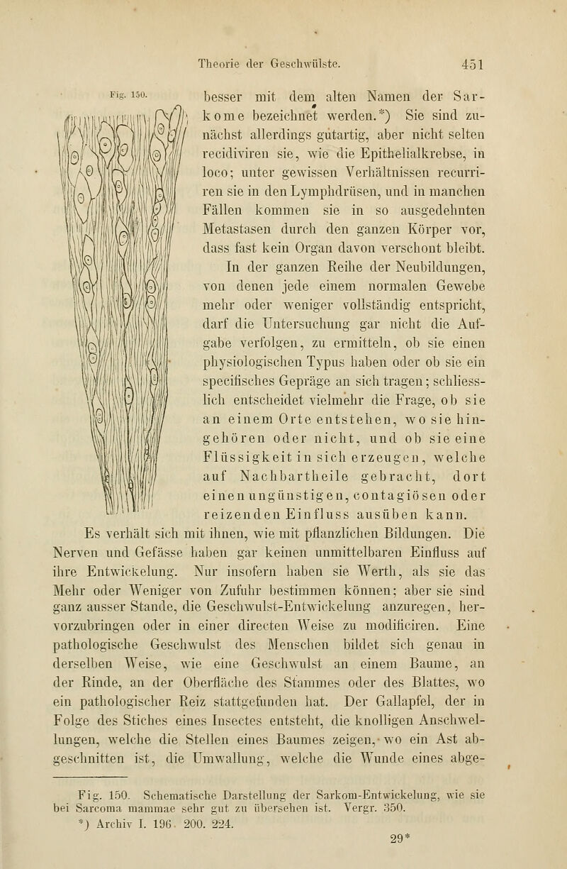 besser mit dem alten Namen der Sar- 0 kome bezeichnet werden.*) Sie sind zu- nächst allerdings gütartig, aber nicht selten recidiviren sie, wie die Epithelialkrebse, in loco; unter gewissen Verhältnissen recurri- ren sie in den Lymphdrüsen, und in manchen Fällen kommen sie in so ausgedehnten Metastasen durch den ganzen Körper vor, dass fast kein Organ davon verschont bleibt. In der ganzen Reihe der Neubildungen, von denen jede einem normalen Gewebe mehr oder weniger vollständig entspricht, darf die Untersuchung gar nicht die Auf- gabe verfolgen, zu ermitteln, ob sie einen physiologischen Typus haben oder ob sie ein specifisches Gepräge an sich tragen; schliess- lich entscheidet vielmehr die Frage, ob sie an einem Orte entstehen, wo sie hin- gehören oder nicht, und ob sie eine Flüssigkeit in sich erzeugen, welche auf Nachbartheile gebracht, dort einenungünstigen, contagiösen oder reizenden Einfluss ausüben kann. Es verhält sich mit ihnen, wie mit pflanzlichen Bildungen. Die Nerven und Gefässe haben gar keinen unmittelbaren Einfluss auf ihre Entwickelung. Nur insofern haben sie Werth, als sie das Mehr oder Weniger von Zufuhr bestimmen können; aber sie sind ganz ausser Stande, die Geschwulst-Entwickelung anzuregen, her- vorzubringen oder in einer directen Weise zu moclificiren. Eine pathologische Geschwulst des Menschen bildet sich genau in derselben Weise, wie eine Geschwulst an einem Baume, an der Rinde, an der Oberfläche des Stammes oder des Blattes, wo ein pathologischer Reiz stattgefunden hat. Der Gallapfel, der in Folge des Stiches eines Insectes entsteht, die knolligen Anschwel- lungen, welche die Stellen eines Baumes zeigen,-wo ein Ast ab- geschnitten ist, die Umwallung, welche die Wunde eines abge- Fig. 150. Scheraatische Darstellung der Sarkom-Entwickelung, wie sie bei Sarcoma mamroae sehr gut zu übersehen ist. Vergr. 350. f) Archiv I. 196. 200. 224. 29!