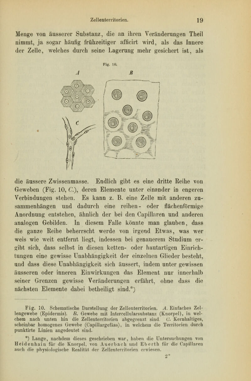 Menge von äusserer Substanz, die an ihren Veränderungen Theil nimmt, ja sogar häufig frühzeitiger afficirt wird, als das Innere der Zelle, welches durch seine Lagerung mehr gesichert ist, als Fig. 10. A R m s : Ä Bl WDWJ ^ die äussere Zwissenmasse. Endlich gibt es eine dritte Reihe von Geweben (Fig. 10, C), deren Elemente unter einander in engeren Verbindungen stehen. Es kann z. B. eine Zelle mit anderen zu- sammenhängen und dadurch eine reihen- oder flächenförmige Anordnung entstehen, ähnlich der bei den Capillaren und anderen analogen Gebilden. In diesem Falle könnte man glauben, dass die ganze Reihe beherrscht werde von irgend Etwas, was wer weis wie weit entfernt liegt, indessen bei genauerem Studium er- gibt sich, dass selbst in diesen ketten- oder hautartigen Einrich- tungen eine gewisse Unabhängigkeit der einzelnen Glieder besteht, und dass diese Unabhängigkeit sich äussert, indem unter gewissen äusseren oder inneren Einwirkungen das Element nur innerhalb seiner Grenzen gewisse Veränderungen erfährt, ohne dass die nächsten Elemente dabei betheiligt sind.*) Fig. 10. Schematische Darstellung der Zellenterritorien. A. Einfaches Zel- lengewebe (Epidermis). B. Gewebe mit Intercellularsubstanz (Knorpel), in wel- chem nach unten hin die Zellenterritorien abgegrenzt sind. U. Kernhaltiges, scheinbar homogenes Gewebe (Capillargefäss), in welchem die Territorien durch punktirte Linien angedeutet sind. *) Lange, nachdem dieses geschrieben war, haben die Untersuchungen von Heidenhain für die Knorpel, von Auerbach und Eberth für die Capillaren auch die physiologische Realität der Zellenterritorien erwiesen. o*