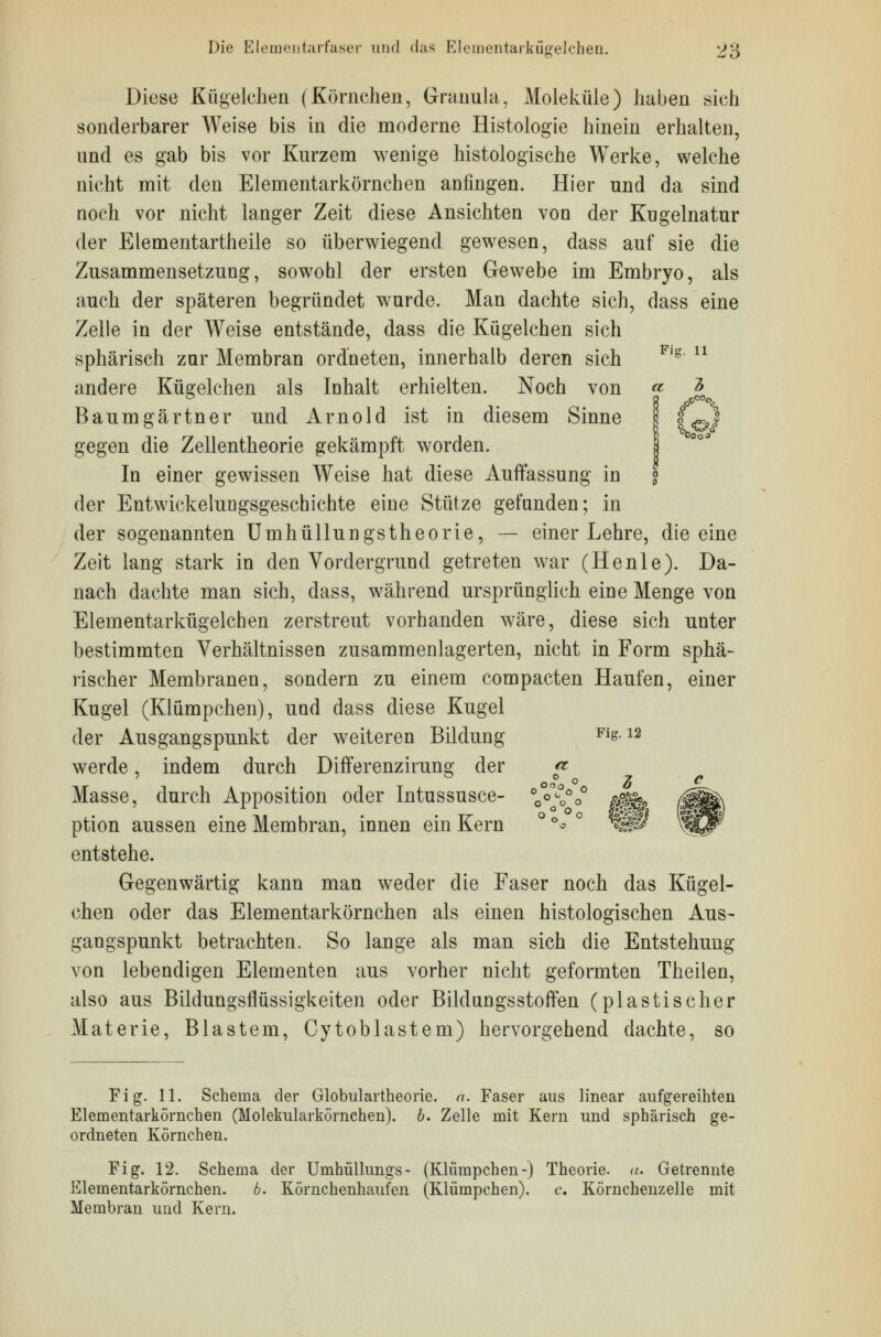 Die Elementarfa&er und «las Elementarkügelchen. ^5 Diese Kügelchen (Körnchen, Granula, Moleküle) haben sich sonderbarer Weise bis in die moderne Histologie hinein erhalten, und es gab bis vor Kurzem wenige histologische Werke, welche nicht mit den Elementarkörnchen anfingen. Hier und da sind noch vor nicht langer Zeit diese Ansichten von der Kugelnatur der Elementartheile so überwiegend gewesen, dass auf sie die Zusammensetzung, sowohl der ersten Gewebe im Embryo, als auch der späteren begründet wurde. Man dachte sich, dass eine Zelle in der Weise entstände, dass die Kügelchen sich sphärisch zur Membran ordneten, innerhalb deren sich andere Kügelchen als Inhalt erhielten. Noch von « 2 Baumgärtner und Arnold ist in diesem Sinne 8 |0d gegen die Zellentheorie gekämpft worden. In einer gewissen Weise hat diese Auffassung in der Entwicklungsgeschichte eine Stütze gefunden; in der sogenannten Umhüllungstheorie, — einer Lehre, die eine Zeit lang stark in den Vordergrund getreten war (Henie). Da- nach dachte man sich, dass, während ursprünglich eine Menge von Elementarkügelchen zerstreut vorhanden wäre, diese sich unter bestimmten Verhältnissen zusammenlagerten, nicht in Form sphä- rischer Membranen, sondern zu einem compacten Haufen, einer Kugel (Klümpchen), und dass diese Kugel der Ausgangspunkt der weiteren Bildung Fig-12 werde, indem durch Diiferenzirung der <* ° o 7 C Masse, durch Apposition oder Intussusce- °°^oo 0%& ption aussen eine Membran, innen ein Kern ° °* c ^§MS entstehe. Gegenwärtig kann man weder die Faser noch das Kügel- chen oder das Elementarkörnchen als einen histologischen Aus- gangspunkt betrachten. So lange als man sich die Entstehung von lebendigen Elementen aus vorher nicht geformten Theilen, also aus Bildungsflüssigkeiten oder Bildungsstoffen (plastischer Materie, Blastem, Cytoblastem) hervorgehend dachte, so Fig. 11. Schema der Globulartheorie. a. Faser aus linear aufgereihten Elementarkörnehen (Molekularkörnchen), b. Zelle mit Kern und sphärisch ge- ordneten Körnchen. Fig. 12. Schema der Umhüllungs- (Klümpchen-) Theorie, a. Getrennte Elementarkörnchen. b. Körnchenhaufen (Klümpchen). c. Körnchenzelle mit Membran und Kern.