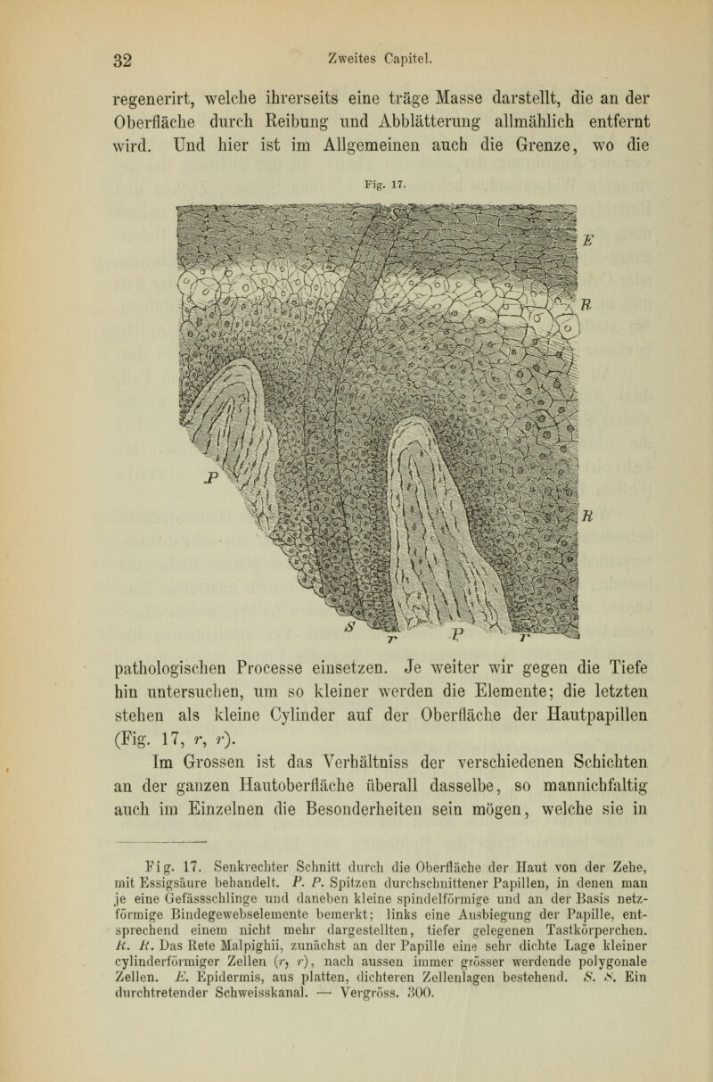 regenerirt, welche ihrerseits eine träge Masse darstellt, die an der Oberfläche durch Reibung und Abblätterung allmählich entfernt wird. Und hier ist im Allgemeinen auch die Grenze, wo die Fig. 17. pathologischen Processe einsetzen. Je weiter wir gegen die Tiefe hin untersuchen, um so kleiner werden die Elemente; die letzten stehen als kleine Cylinder auf der Oberfläche der Hautpapillen (Fig. 17, r, r). Im Grossen ist das Verhältniss der verschiedenen Schichten an der ganzen Hautoberfläche überall dasselbe, so mannichfaltig auch im Einzelnen die Besonderheiten sein mögen, welche sie in Fig. 17. Senkrechter Schnitt durch die Oberfläche der Haut von der Zehe, mit Essigsäure behandelt. P. P. Spitzen durchschnittener Papillen, in denen man je eine Gefässschlinge und daneben kleine spindelförmige und an der Basis netz- förmige Bindegewebselemente bemerkt; links eine Ausbiegung der Papille, ent- sprechend einem nicht mehr dargestellten, tiefer gelegenen Tastkörperchen. R. R. Das Rete Malpighii, zunächst an der Papille eine sehr dichte Lage kleiner cylinderförmiger Zellen (r, r), nach aussen immer grösser werdende polygonale Zellen. E. Epidermis, aus platten, dichteren Zellenlagen bestehend. S. *S, Ein durchtretender Schweisskanal. — Vergröss. 300.