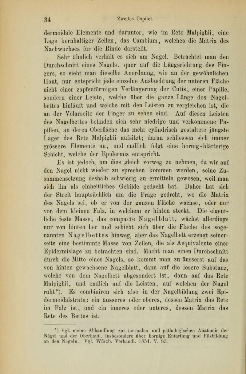 dermoidale Elemente und darunter, wie im Rete Malpighii, eine Lage kernhaltiger Zellen, das Cambium, welches die Matrix des Nachwuchses für die Rinde darstellt. Sehr ähnlich verhält es sich am Nagel. Betrachtet man den Durchschnitt eines Nagels, quer auf die Längsrichtung des Fin- gers, so sieht man dieselbe Anordnung, wie an der gewöhnlichen Haut, nur entspricht jede einzelne Ausbuchtung der unteren Fläche nicht einer zapfenförmigen Verlängerung der Cutis, einer Papille, sondern einer Leiste, welche über die ganze Länge des Nagel- bettes hinläuft und welche mit den Leisten zu vergleichen ist, die an der Volarseite der Finger zu sehen sind. Auf diesen Leisten des Nagelbettes befinden sich sehr niedrige und verkommene Pa- pillen, an deren Oberfläche das mehr cylindrisch gestaltete jüngste Lager des Rete Malpighii aufsitzt; daran schliessen sich immer grössere Elemente an, und endlich folgt eine hornig-blätterige Schicht, welche der Epidermis entspricht. Es ist jedoch, um dies gleich vorweg zu nehmen, da wir auf den Nagel nicht wieder zu sprechen kommen werden, seine Zu- sammensetzung deshalb schwierig zu ermitteln gewesen, weil man sich ihn als einheitliches Gebilde gedacht hat. Daher hat sich der Streit hauptsächlich um die Frage gedreht, wo die Matrix des Nagels sei, ob er von der ganzen Fläche wachse, oder nur von dem kleinen Falz, in welchem er hinten steckt. Die eigent- liche feste Masse, das compacte Nagelblatt, wächst allerdings nur von hinten her und schiebt sich über die Fläche des soge- nannten Nagelbettes hinweg, aber das Nagelbett erzeugt seiner- seits eine bestimmte Masse von Zellen, die als Aequivalente einer Epidermislage zu betrachten sind. Macht man einen Durchschnitt durch die Mitte eines Nagels, so kommt man zu äusserst auf das von hinten gewachsene Nagelblatt, dann auf die losere Substanz, welche von dem Nagelbett abgesondert ist, dann auf das Rete Malpighii, und endlich auf die Leisten, auf welchen der Nagel ruht*). Es combiniren sich also in der Nagelbildung zwei Epi- dermoidalstrata: ein äusseres oder oberes, dessen Matrix das Rete im Falz ist, und ein inneres oder unteres, dessen Matrix das Rete des Bettes ist. *) Vgl. meine Abhandlung zur normalen und pathologischen Anatomie der Nägel und der Oberhaut, insbesondere über hornige Entartung und Pilzbildung au den Nägeln. Vgl. Würzt). Verhau dl. 1854. V. 83.