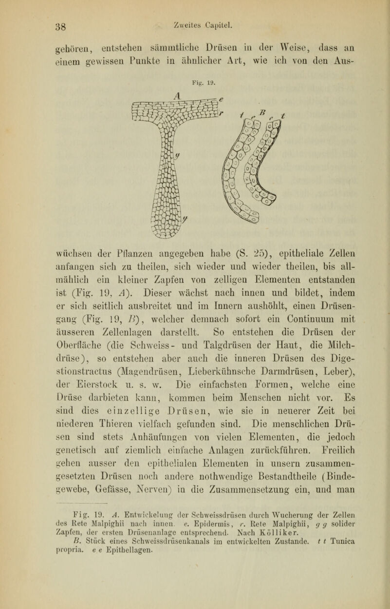 gehören, entstehen sämmtliche Drüsen in der Weise, dass an einem gewissen Punkte in ahnlicher Art, wie ich von den Aus- Pie. 19. wüchsen der Pflanzen angegeben habe (S. 25), epitheliale Zellen anfangen sich zu theilen, sich wieder und wieder theilen, bis all- mählich ein kleiner Zapfen von zelligen Elementen entstanden ist (Fig. 19, A). Dieser wächst nach innen und bildet, indem er sich seitlich ausbreitet und im Innern aushöhlt, einen Drüsen- gang (Fig. 19, />), welcher demnach sofort ein Continuum mit äusseren Zellenlagen darstellt. So entstehen die Drüsen der Oberfläche (die Schweiss- und Talgdrüsen der Haut, die Milch- drüse), so entstehen aber auch die inneren Drüsen des Dige- stionstractus (Magendrüsen, Lieberkühnsche Darmdrüsen, Leber), der Eierstock u. s. w. Die einfachsten Formen, welche eine Drüse darbieten kann, kommen beim Menschen nicht vor. Es sind dies einzellige Drüsen, wie sie in neuerer Zeit bei niederen Thieren vielfach gefunden sind. Die menschlichen Drü- sen sind stets Anhäufungen von vielen Elementen, die jedoch genetisch auf ziemlich einfache Anlagen zurückführen. Freilich gehen ausser den epithelialen Elementen in unsern zusammen- gesetzten Drüsen noch andere nothwendige Bestandteile (Binde- gewebe, Gefässe, Nerven) in die Zusammensetzung ein, und man Fig. 19. A. Entwiekelung der Schweissdrüsen durch Wucherung der Zellen des Rete Malpighii nach innen, e. Epidermis, r. Rete Malpighii, g g solider Zapfen, der ersten Drüsenanlage entsprechend. Nach Kolliker. B. Stück eines Schweissdrüsenkanals im entwickelten Zustande, t t Tunica propria. e e Epithellagen.