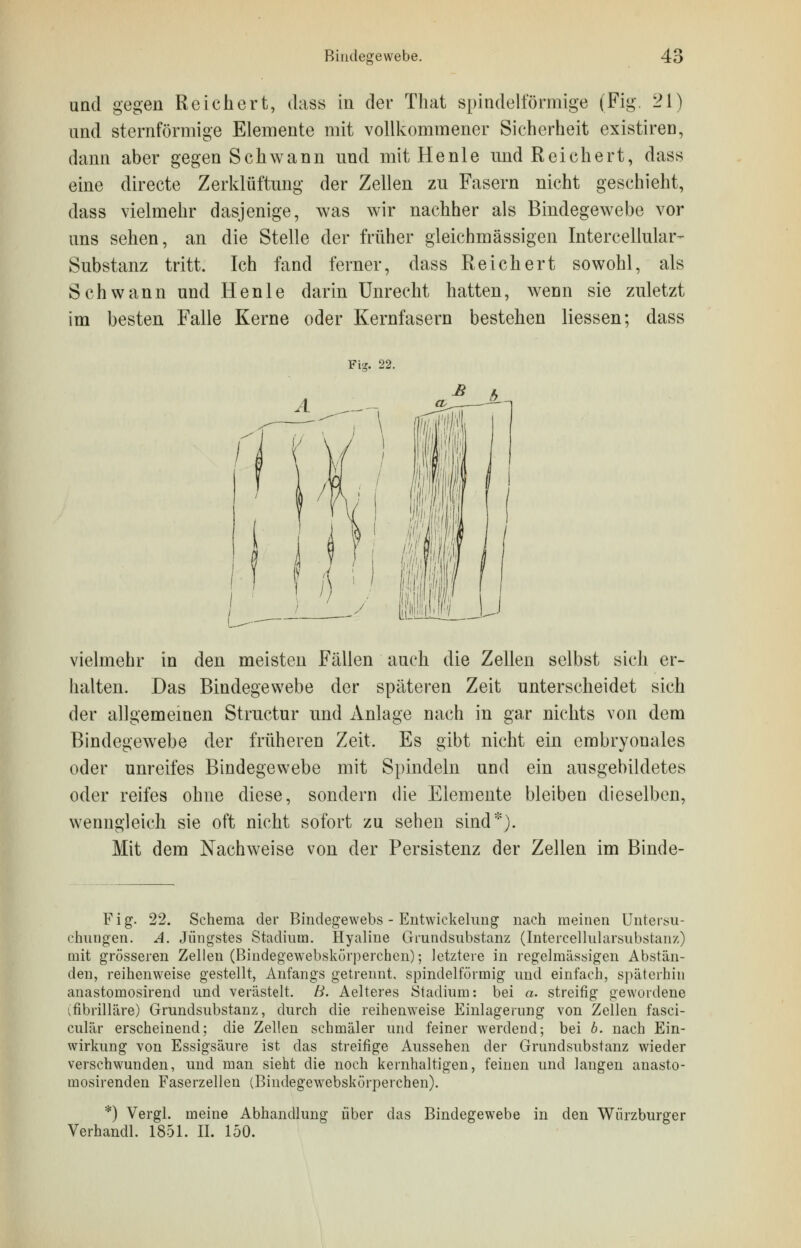 und gegen Reichert, dass in der That spindelförmige (Fig. 21) und sternförmige Elemente mit vollkommener Sicherheit existiren, dann aber gegen Schwann und mit He nie und Reichert, dass eine directe Zerklüftung der Zellen zu Fasern nicht geschieht, dass vielmehr dasjenige, was wir nachher als Bindegewebe vor uns sehen, an die Stelle der früher gleichmässigen Intercellular- Substanz tritt. Ich fand ferner, dass Reichert sowohl, als Schwann und Henle darin Unrecht hatten, wenn sie zuletzt im besten Falle Kerne oder Kernfasern bestehen Hessen; dass Fi*. 22. vielmehr in den meisten Fällen auch die Zellen selbst sich er- halten. Das Bindegewebe der späteren Zeit unterscheidet sich der allgemeinen Structur und Anlage nach in gar nichts von dem Bindegewebe der früheren Zeit. Es gibt nicht ein embryonales oder unreifes Bindegewebe mit Spindeln und ein ausgebildetes oder reifes ohne diese, sondern die Elemente bleiben dieselben, wenngleich sie oft nicht sofort zu sehen sind*). Mit dem Nachweise von der Persistenz der Zellen im Binde- Fig. 22. Schema der Bindegewebs - Entwicklung nach meinen Untersu- chungen. A. Jüngstes Stadium. Hyaline Grundsubstanz (Intercellularsubstanz) mit grösseren Zellen (Bindegewebskörperchen); letztere in regelmässigen Abstän- den, reihenweise gestellt, Anfangs getrennt, spindelförmig und einfach, späterhin anastomosirend und verästelt. B. Aelteres Stadium: bei a. streifig gewordene (fibrilläre) Grundsubstanz, durch die reihenweise Einlagerung von Zellen fasci- culär erscheinend; die Zellen schmäler und feiner werdend; bei b. nach Ein- wirkung von Essigsäure ist das streifige Aussehen der Grundsubstanz wieder verschwunden, und man sieht die noch kernhaltigen, feinen und langen anasto- mosirenden Faserzellen (Bindegewebskörperchen). *) Vergl. meine Abhandlung über das Bindegewebe in den Würzburger Verhandl. 1851. II. 150.